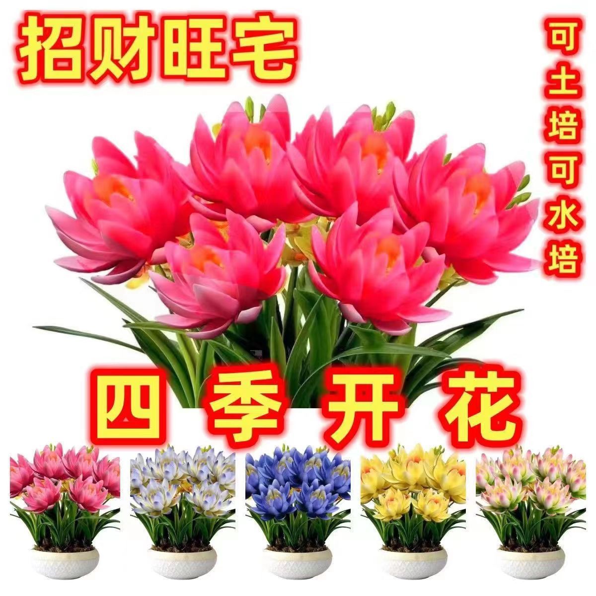 【耐寒浓香】莲花球根驱蚊虫水养土养浓香型盆栽绿植花卉大全阳台