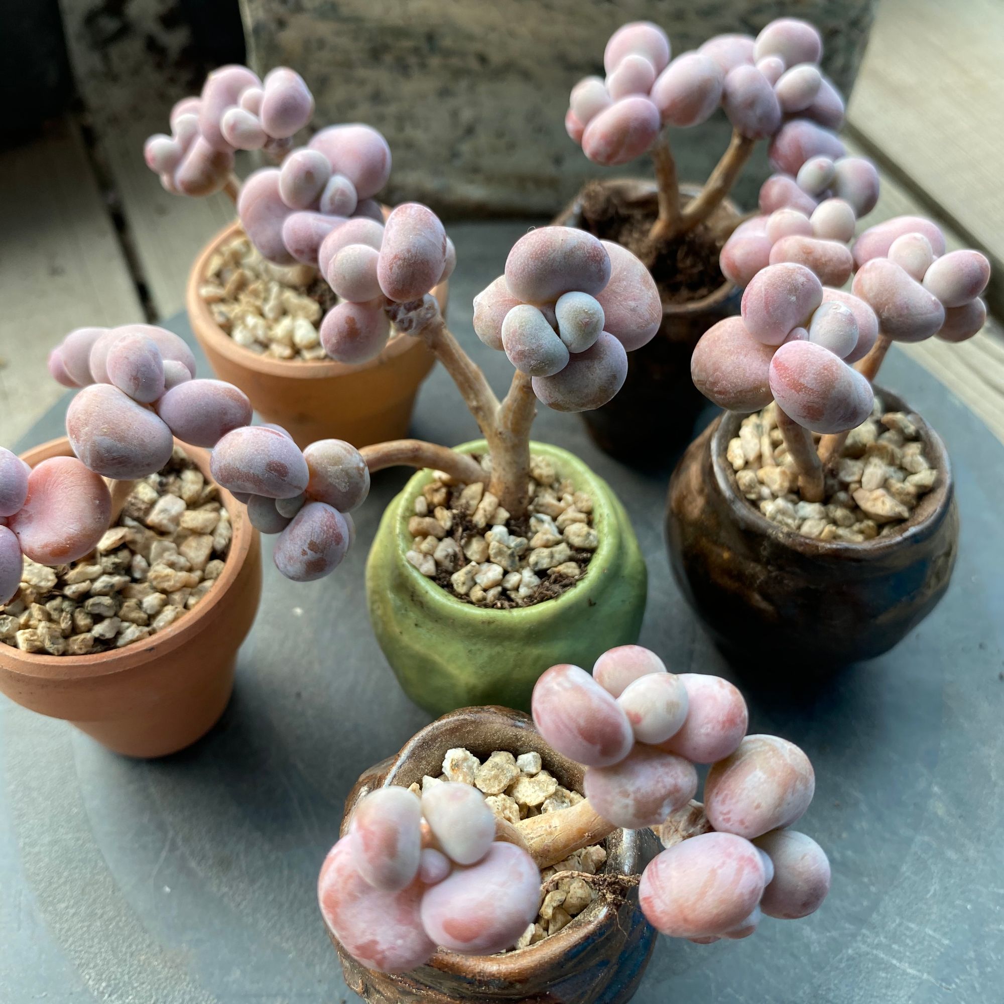 丸叶桃蛋精控老桩