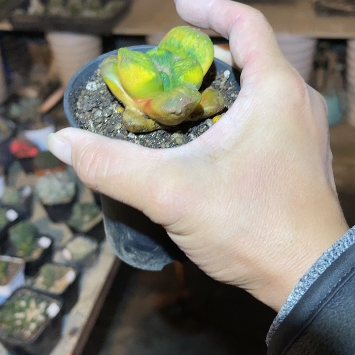 满38包邮，2天凑单，脱土晾根发货