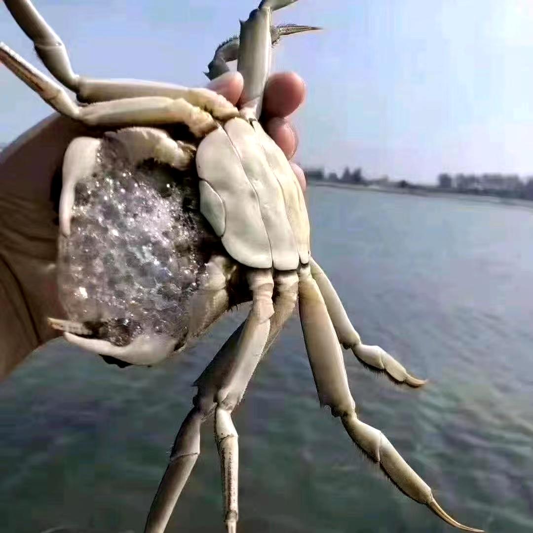 大闸蟹残母 3斤装