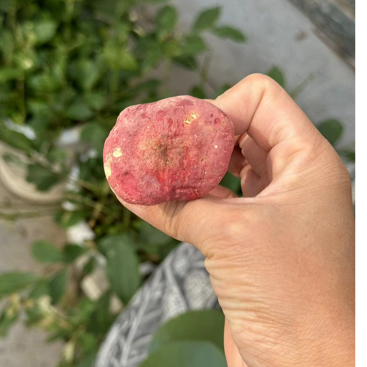  【精选开菇 】2025年当季野生红菇天然无添加