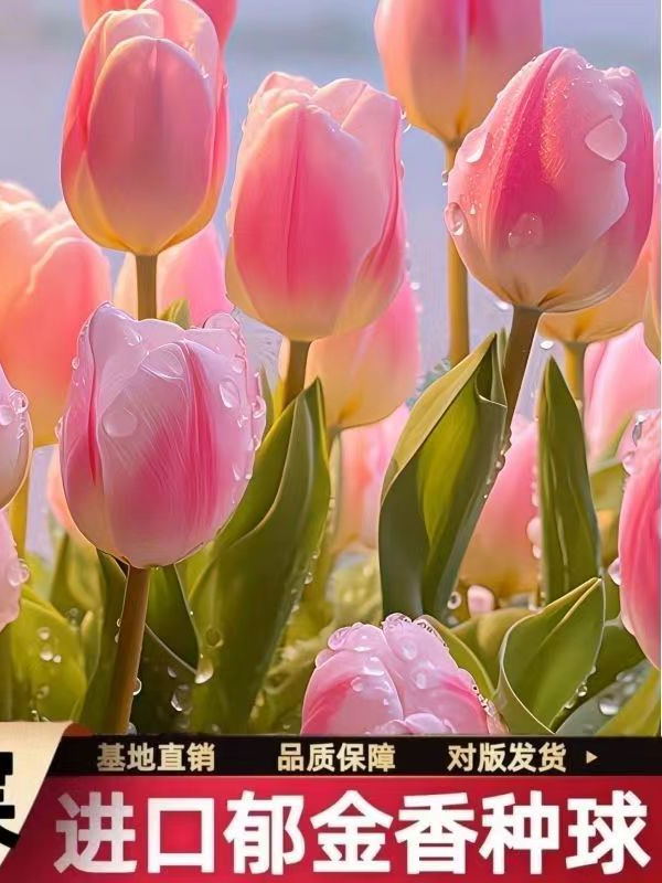 进口大球郁金香种球好养大花耐寒耐旱室内室外地栽盆栽水培花卉