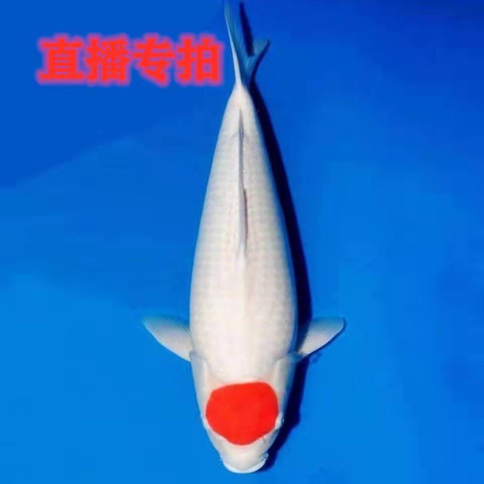 直播下单--锦鲤观赏鱼米奇