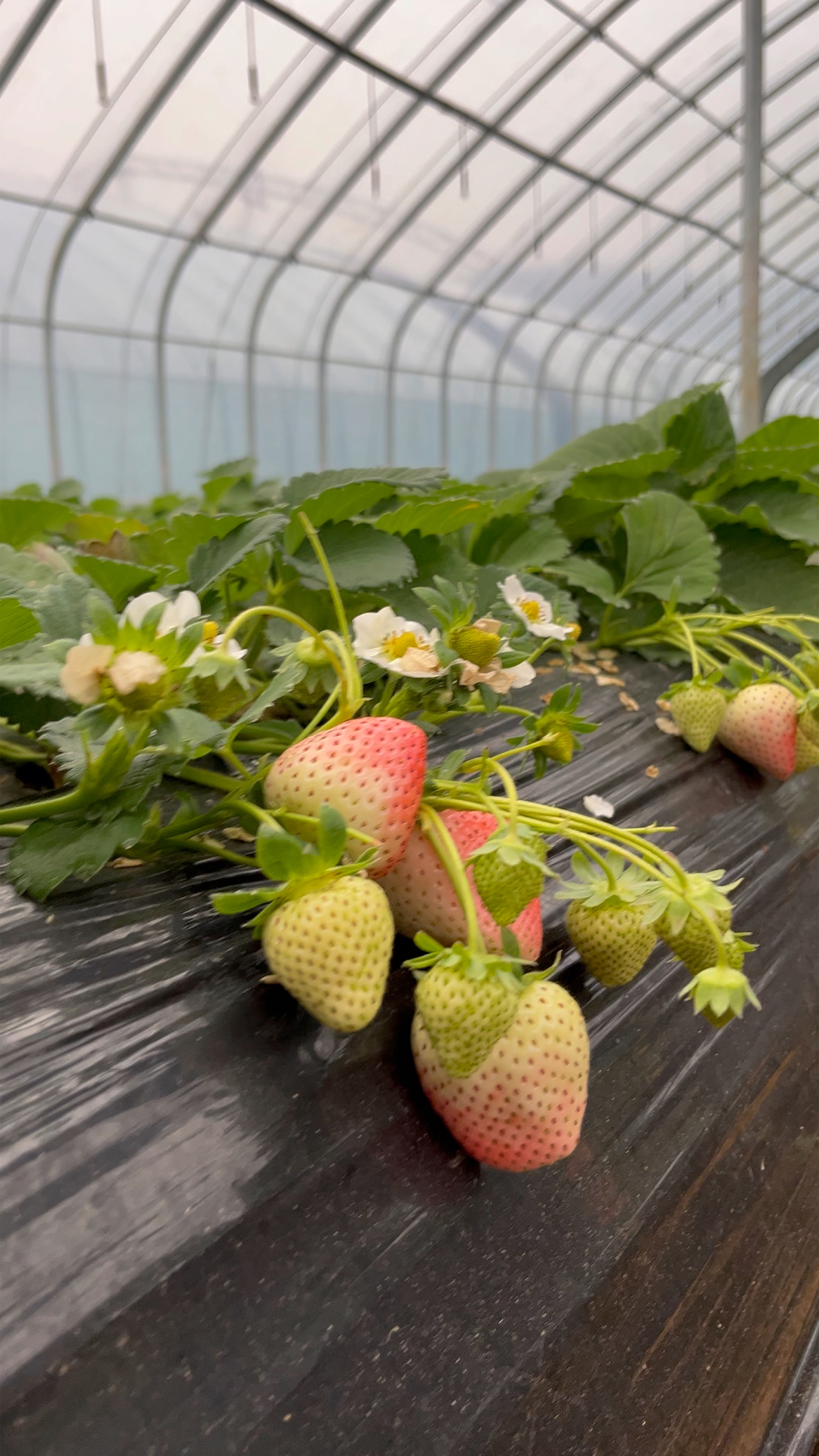 带花果草莓苗盆栽地栽阳台种植好养活
