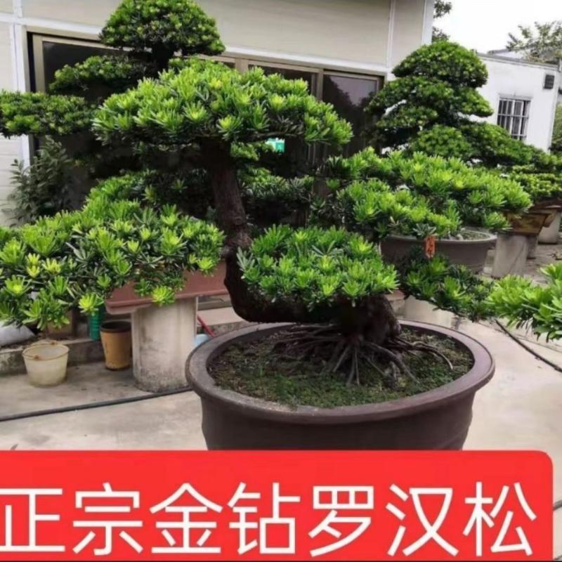 直播间一物一拍自己下单随机发货名贵造型龙桔海岛龙船花金钻罗汉