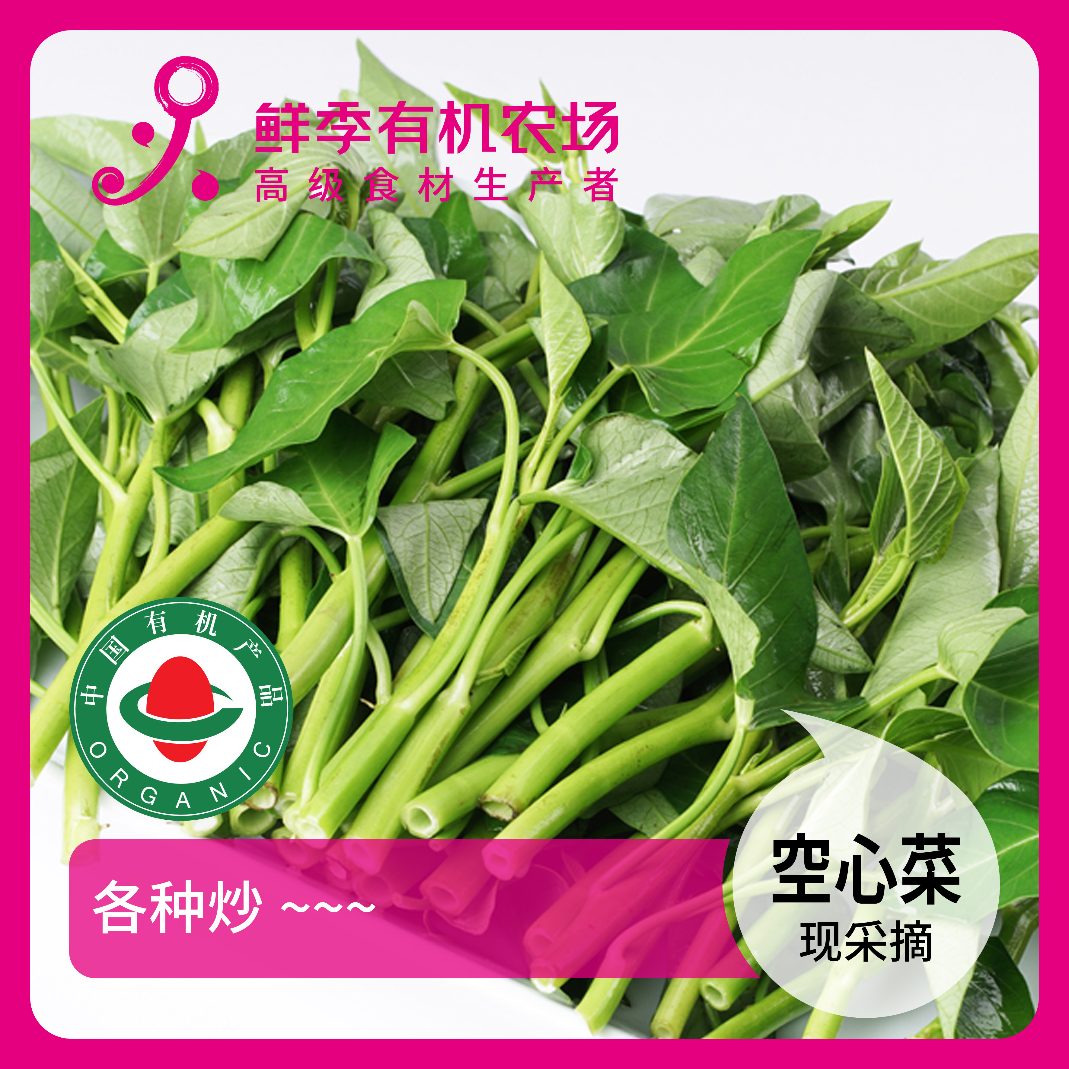鲜季全自产 有机空心菜 300克 鲜采摘/空运