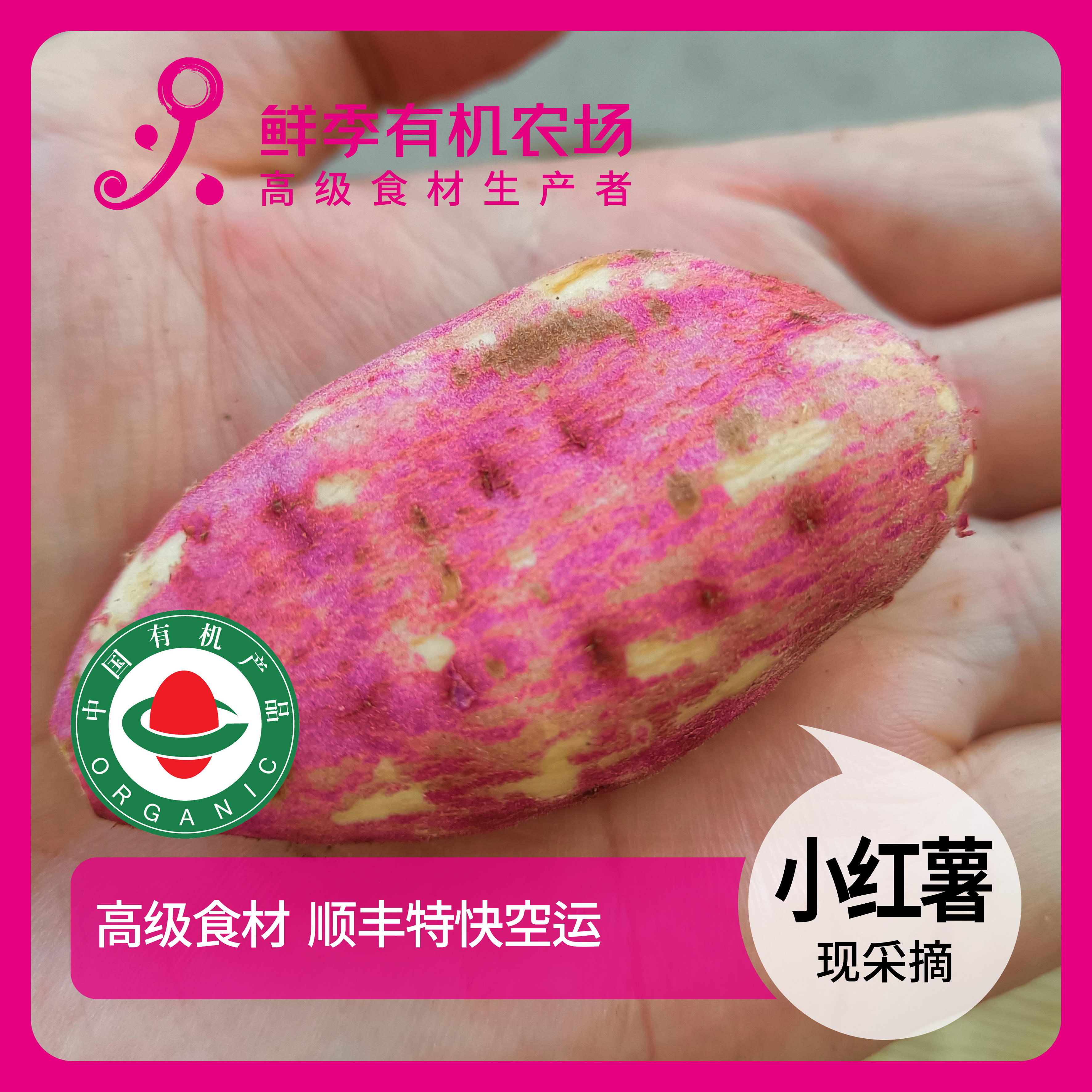 鲜季全自产 有机小红薯 软甜 25年 500克 有虫眼疤痕 顺丰陆运