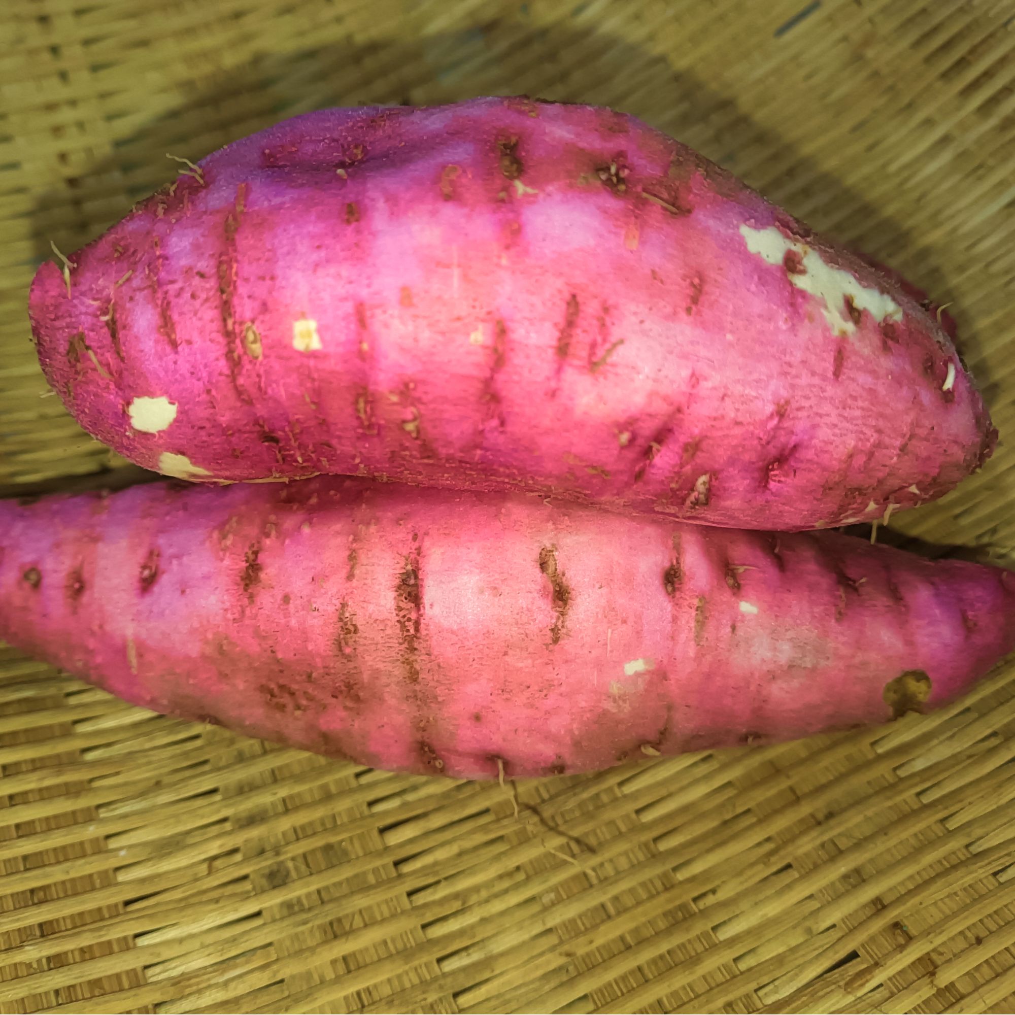 鲜季全自产 西瓜红有机红薯500克 现挖25年红薯