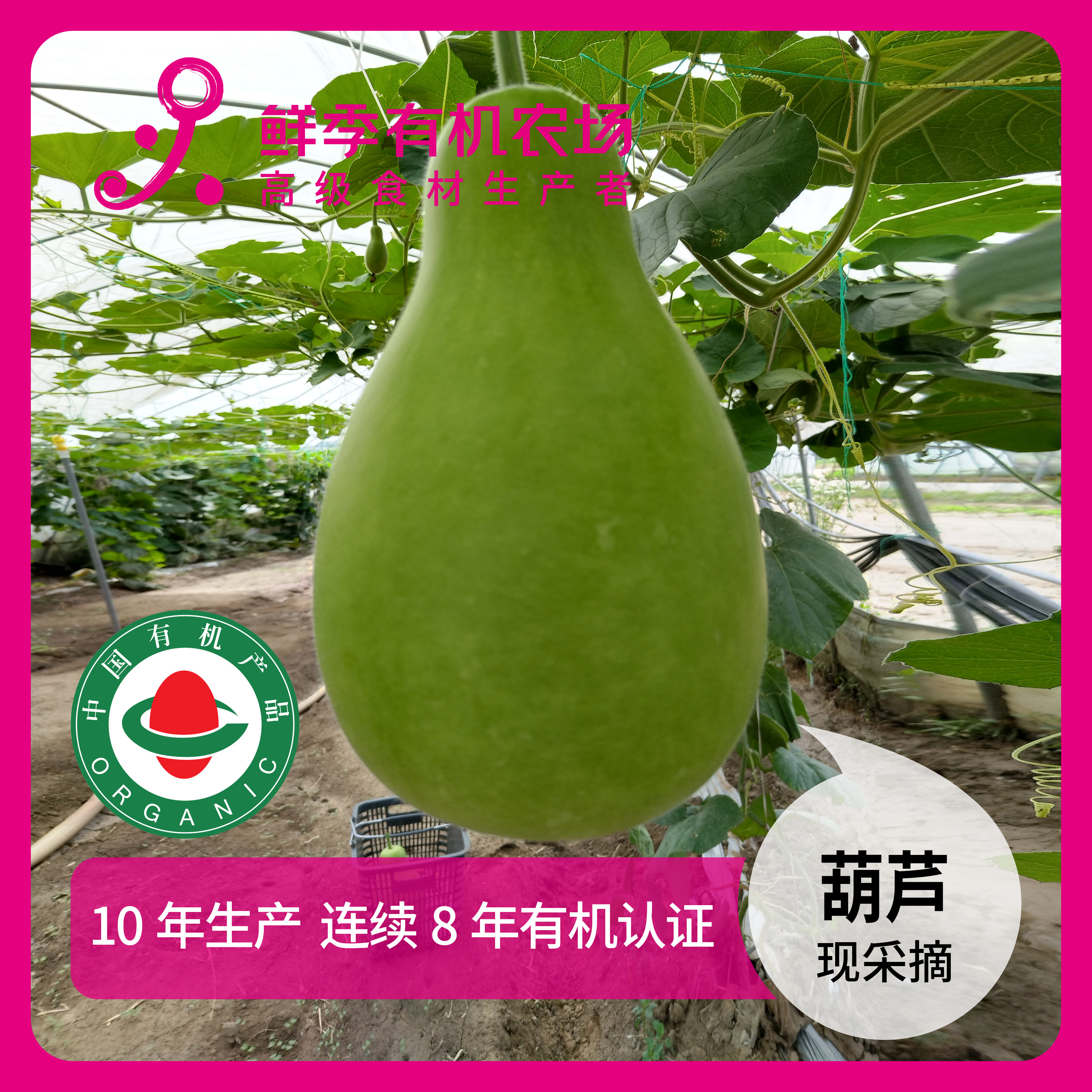 鲜季全自产 有机葫芦 2000克  现采摘 无保鲜剂  顺丰特快空运