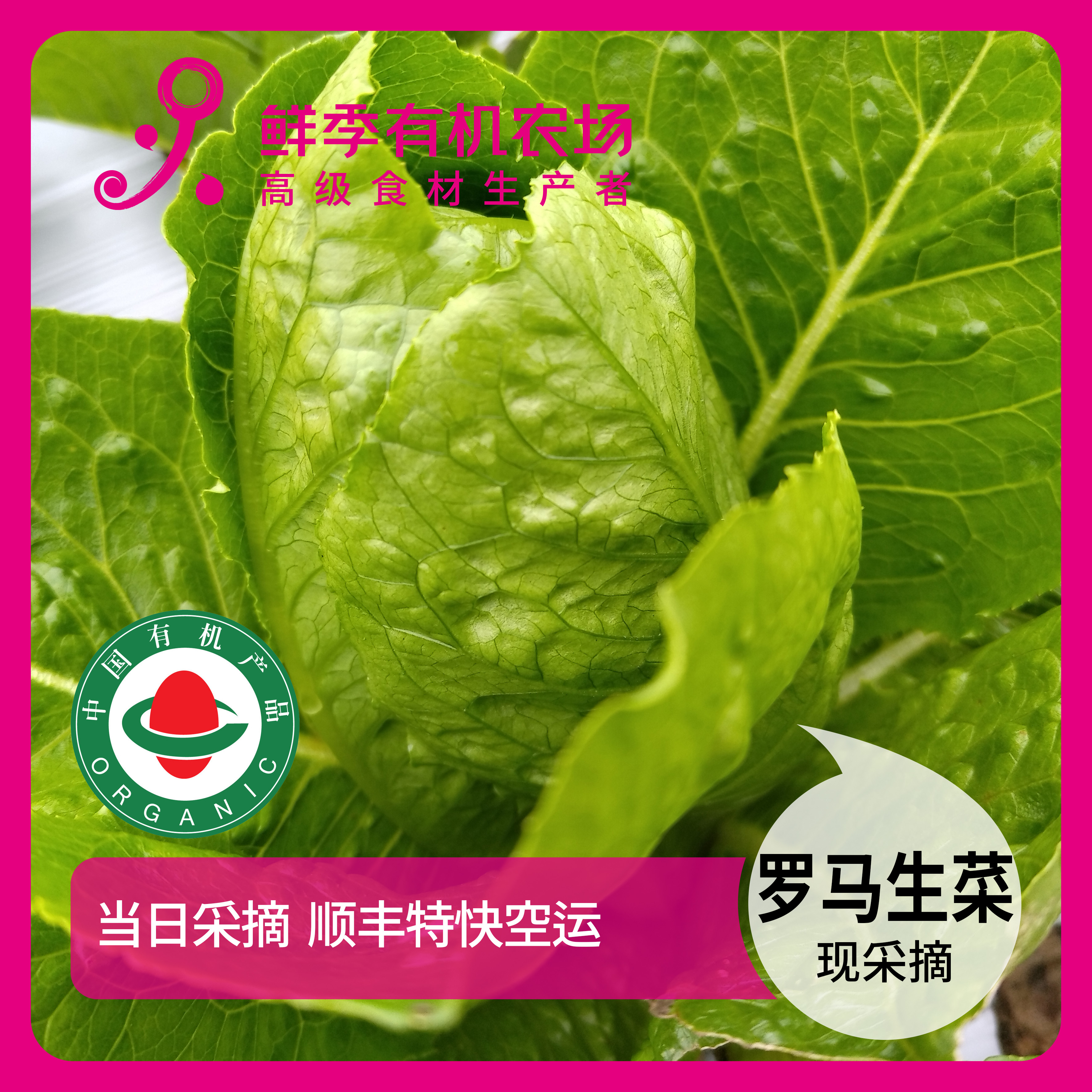 鲜季全自产 有机 罗马生菜 300克 现采摘/无保鲜剂/顺丰空运