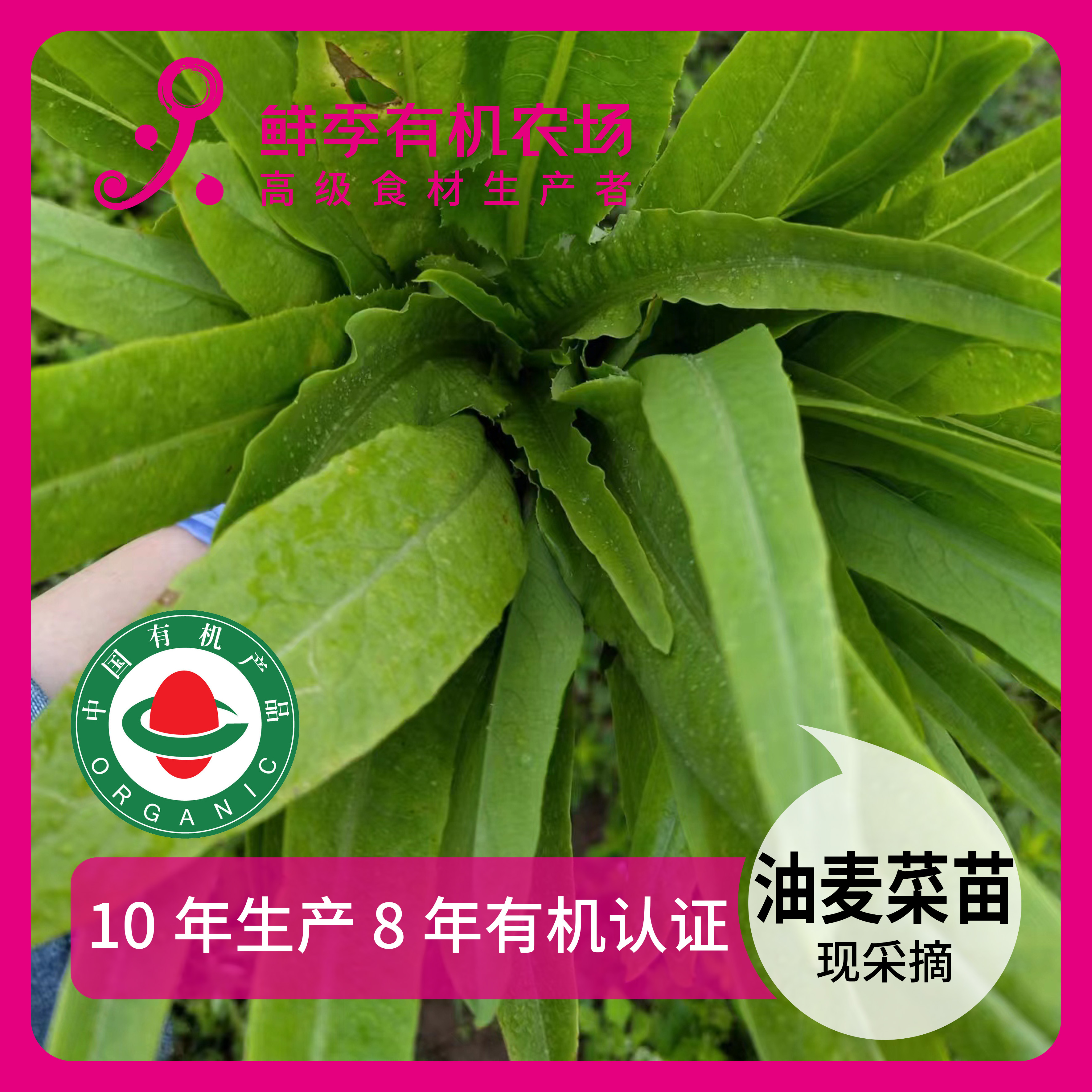 鲜季全自产 有机油麦菜苗300克 有机认证  现采摘顺丰空运