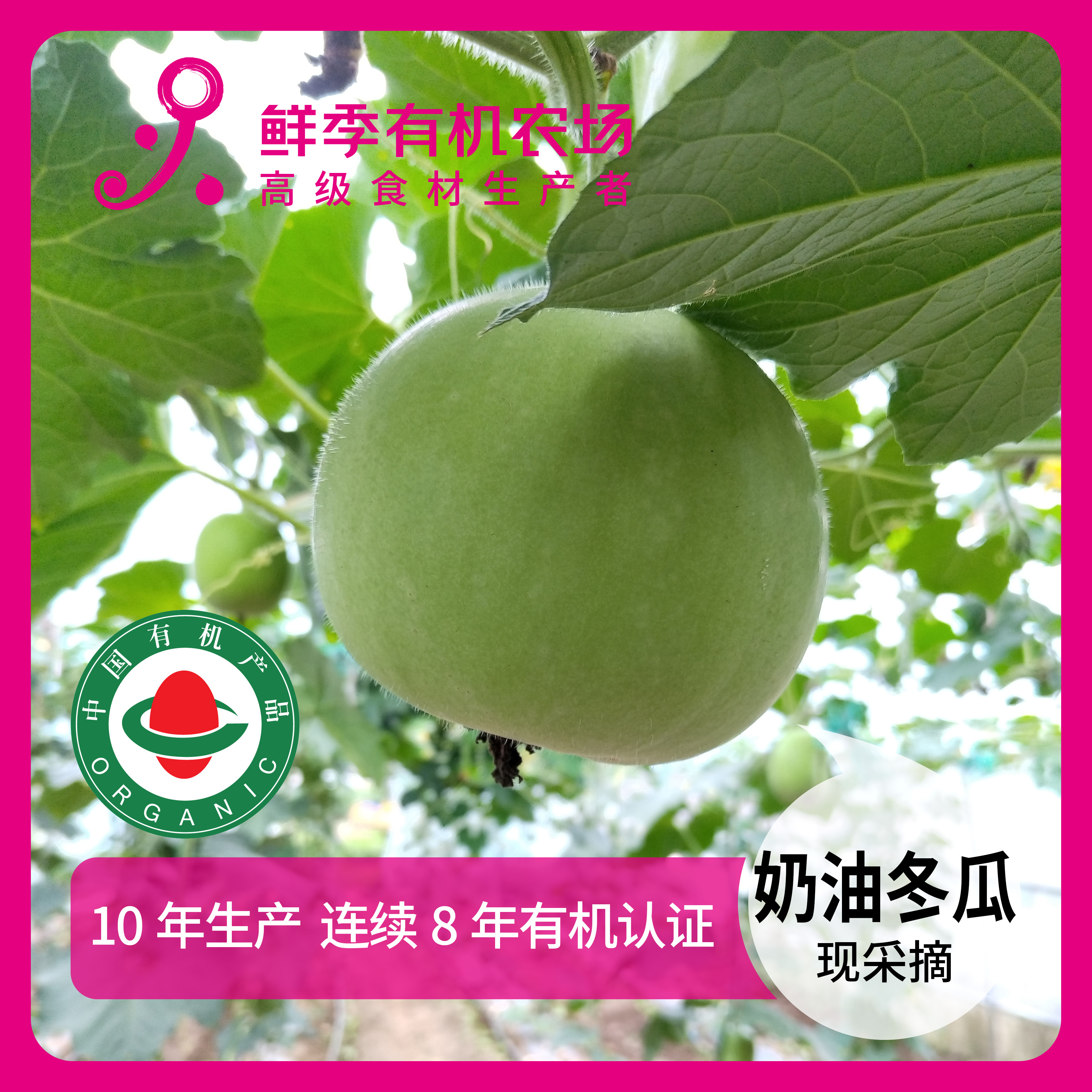 鲜季全自产 有机奶油冬瓜 500克 现采摘  顺丰特快空运