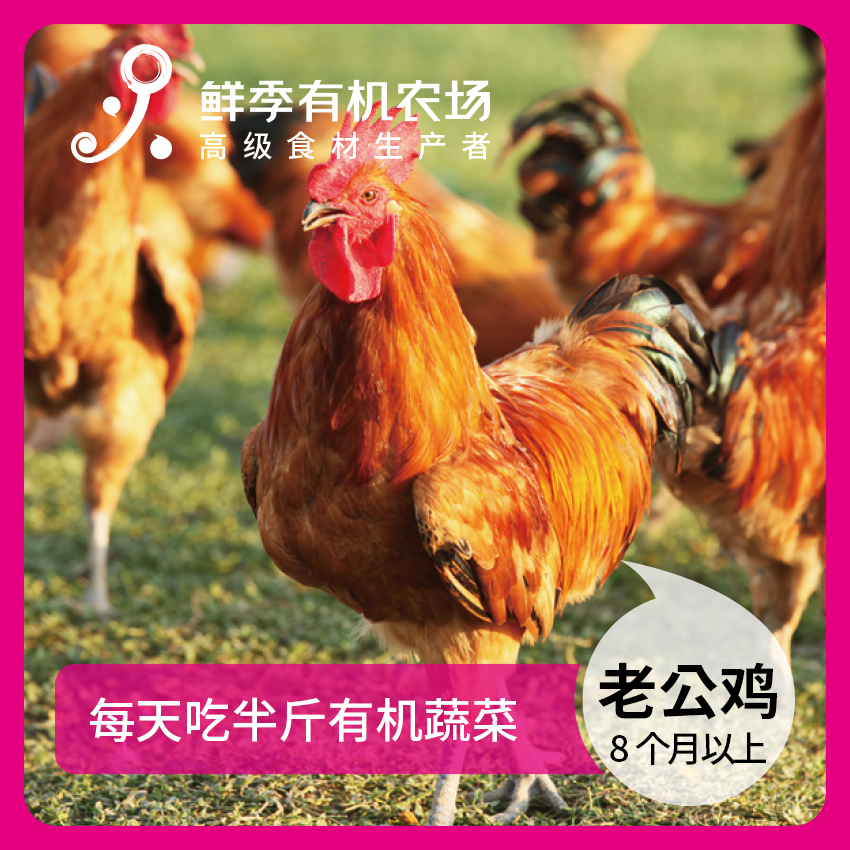 鲜季全自产 散养大公鸡净重3斤左右 现屠宰 空运 无抗生素残留