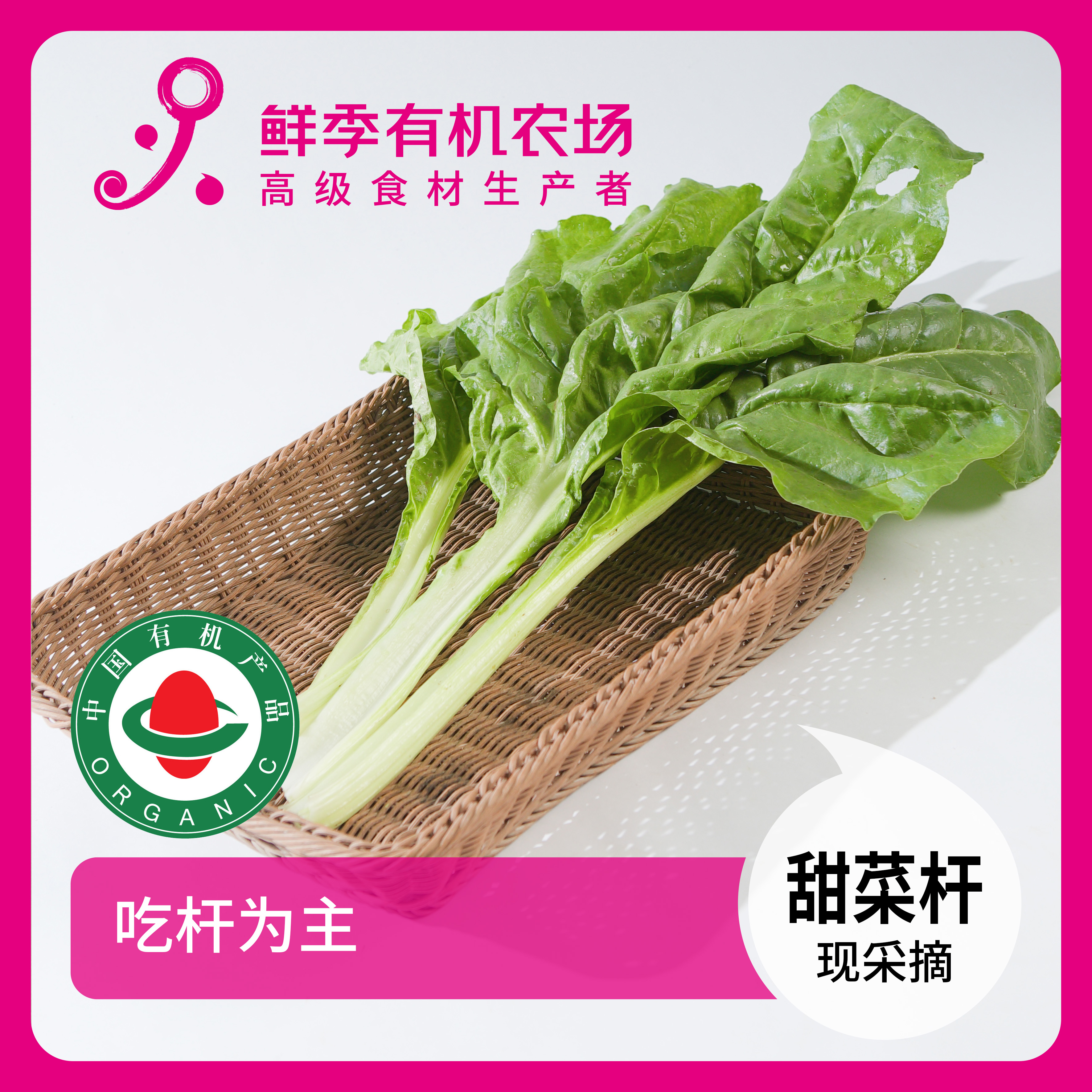 鲜季全自产 有机甜菜杆莙荙菜300克 有机认证 现采摘顺丰空运