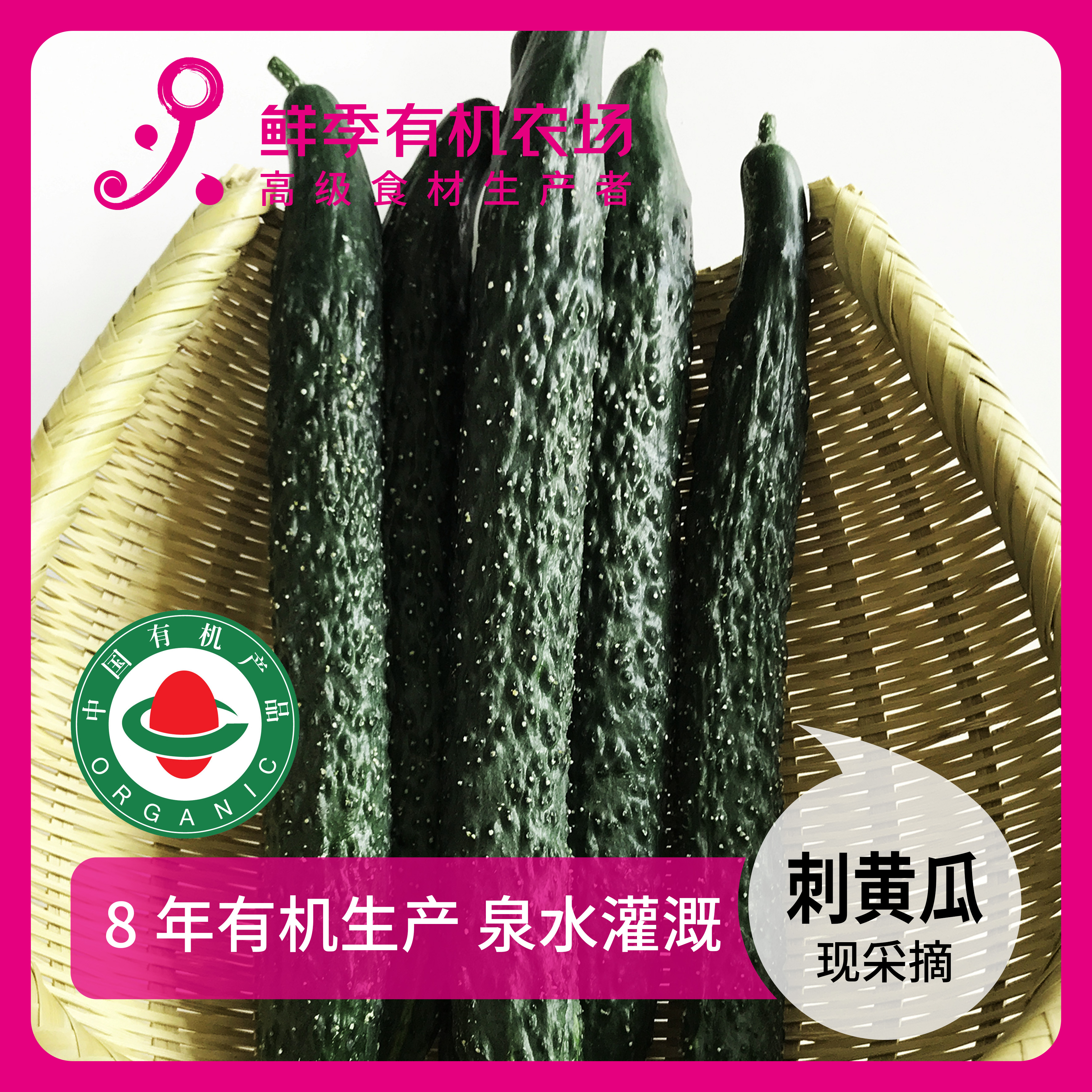 鲜季全自产 有机刺黄瓜 500克 现采摘 无保鲜剂  顺丰特快空运