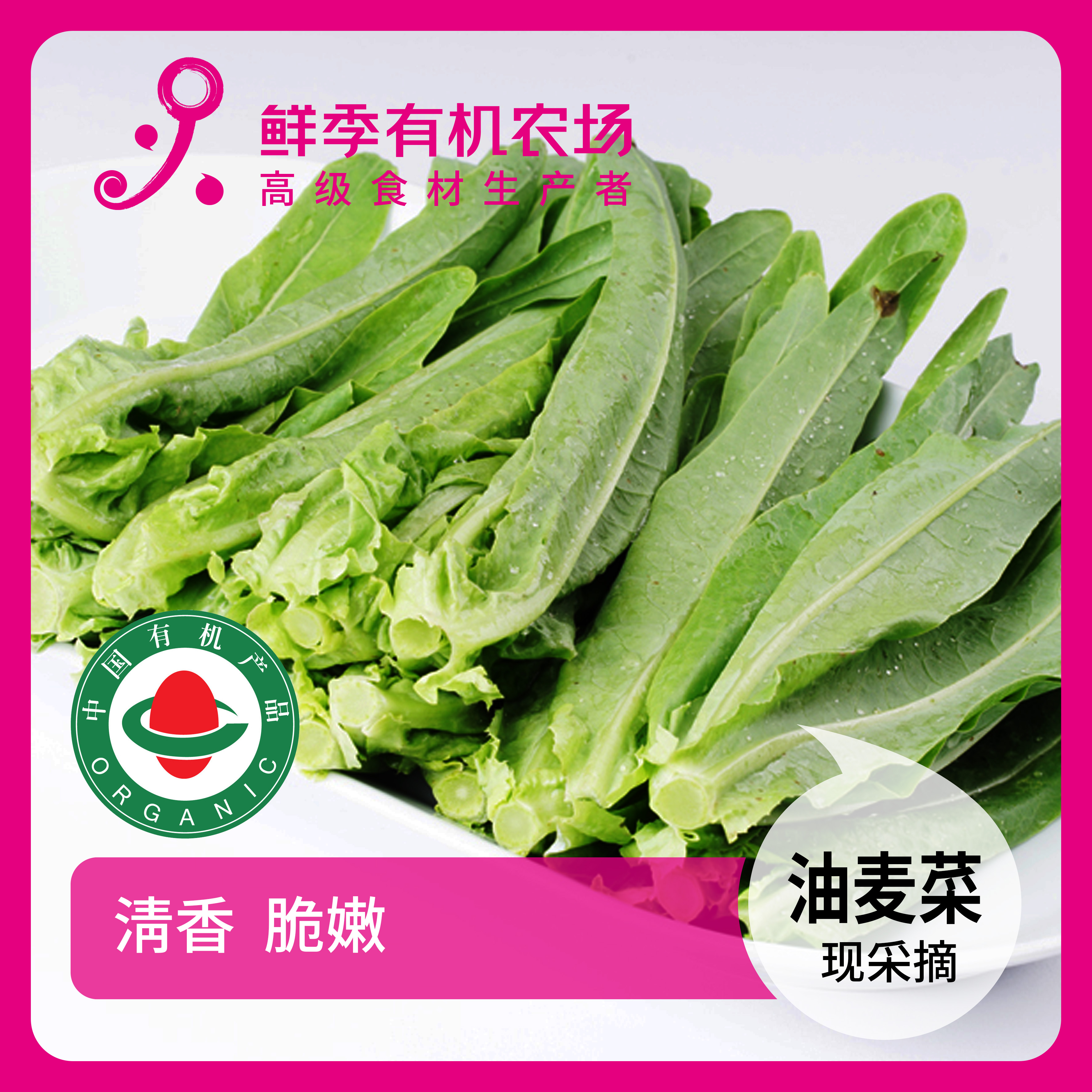 鲜季全自产 有机油麦菜300克有机认证 现采摘 顺丰空运