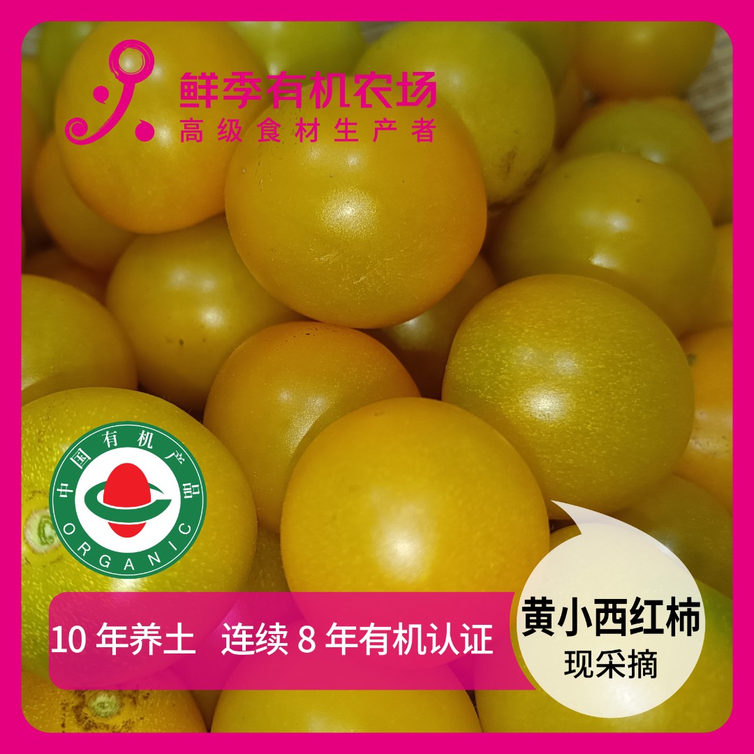 鲜季全自产 有机黄色小西红柿 500克  软甜  鲜采摘/空运