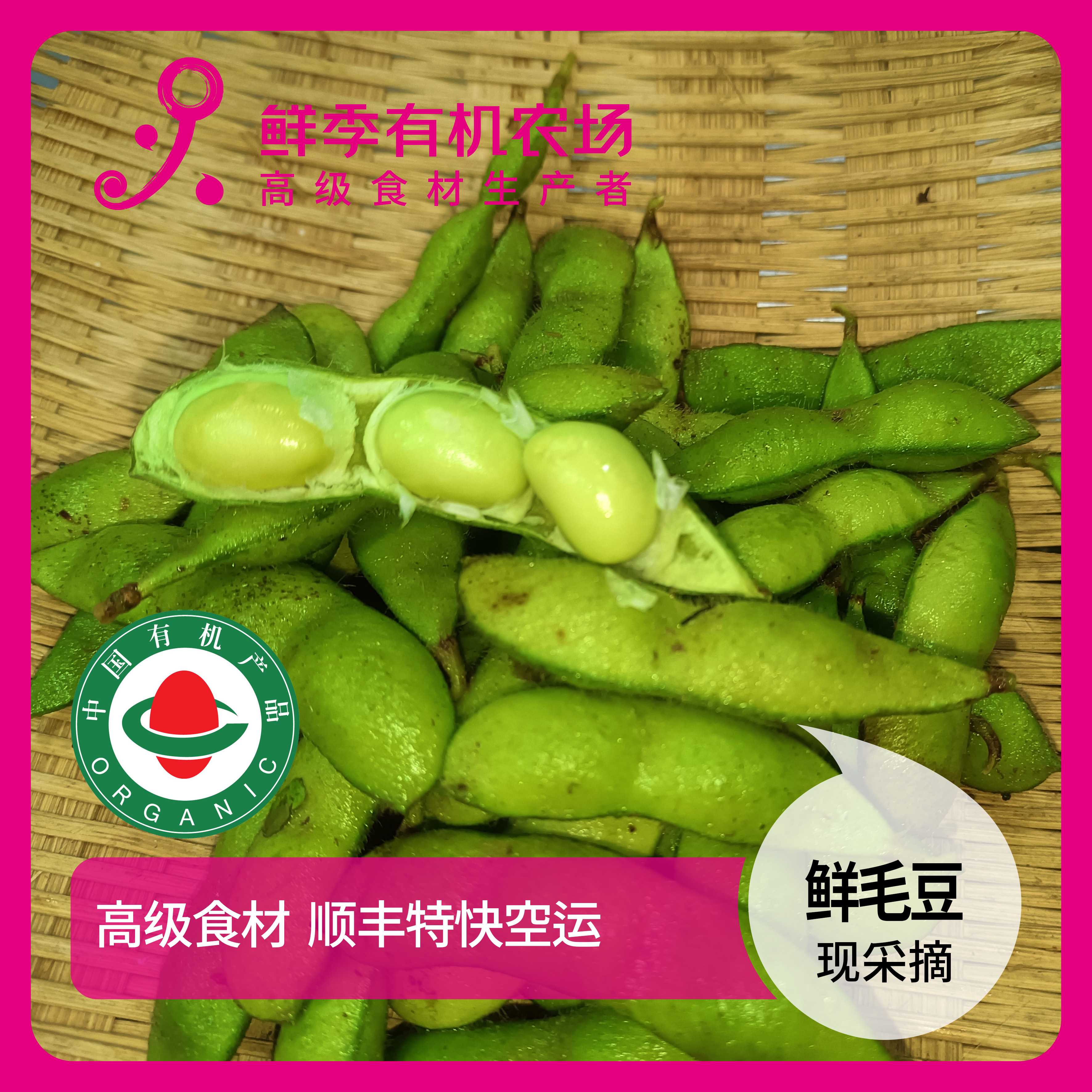 鲜季全自产 有机毛豆 500克 现采摘  顺丰特快空运