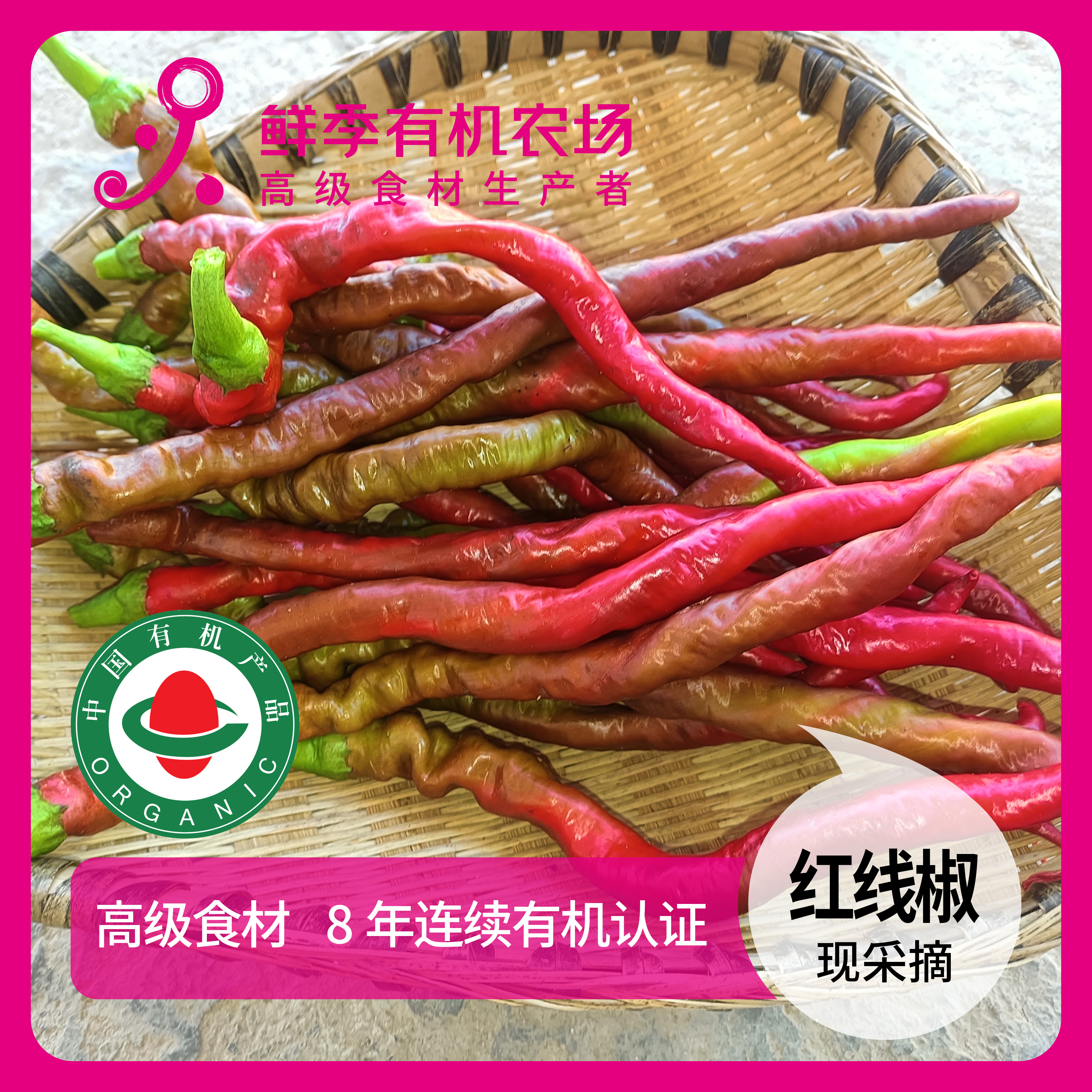 鲜季全自产 有机鲜红辣椒  全自产 现采摘 顺丰空运
