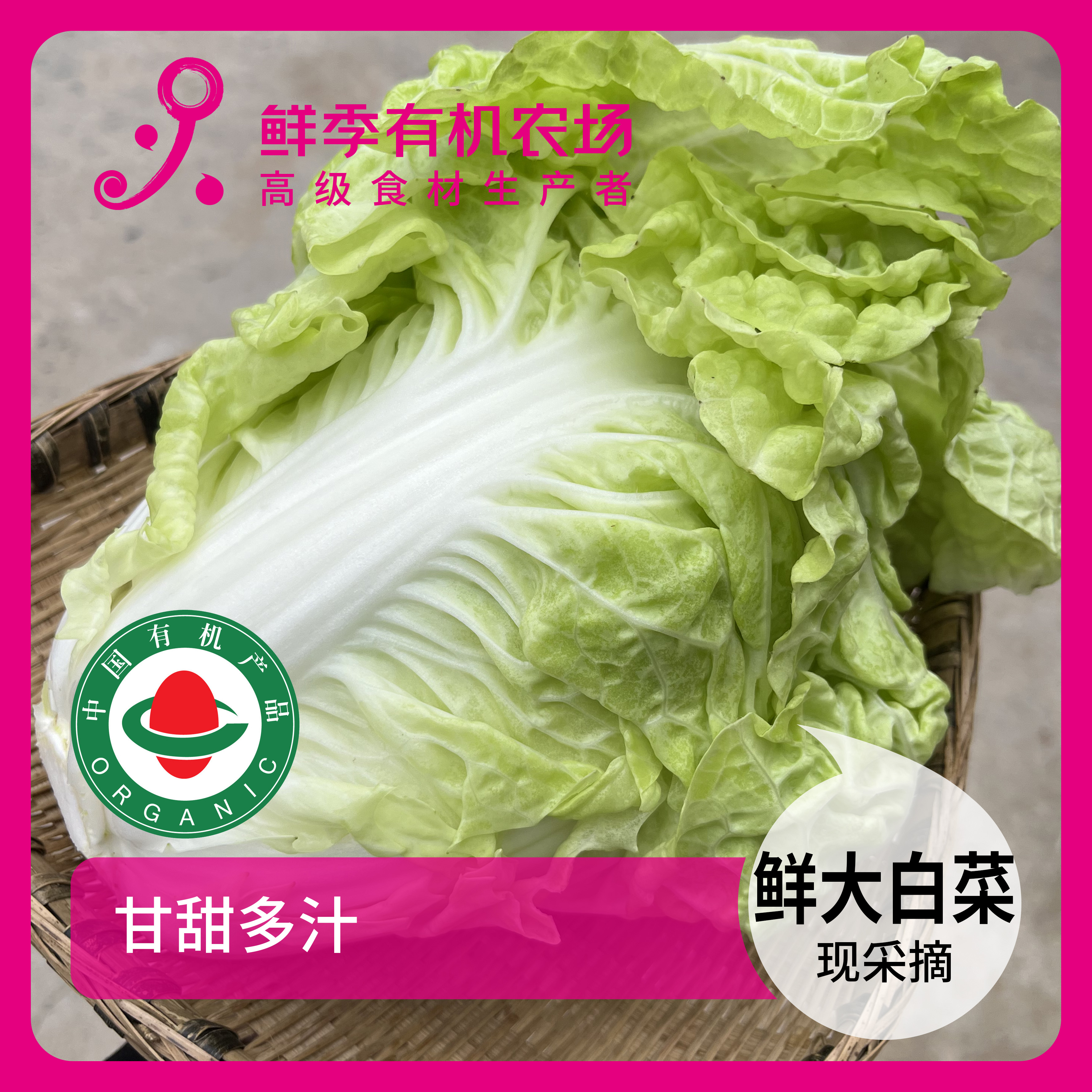 鲜季鲜季全自产 有机鲜大白菜 2颗750克以上 现采/顺丰