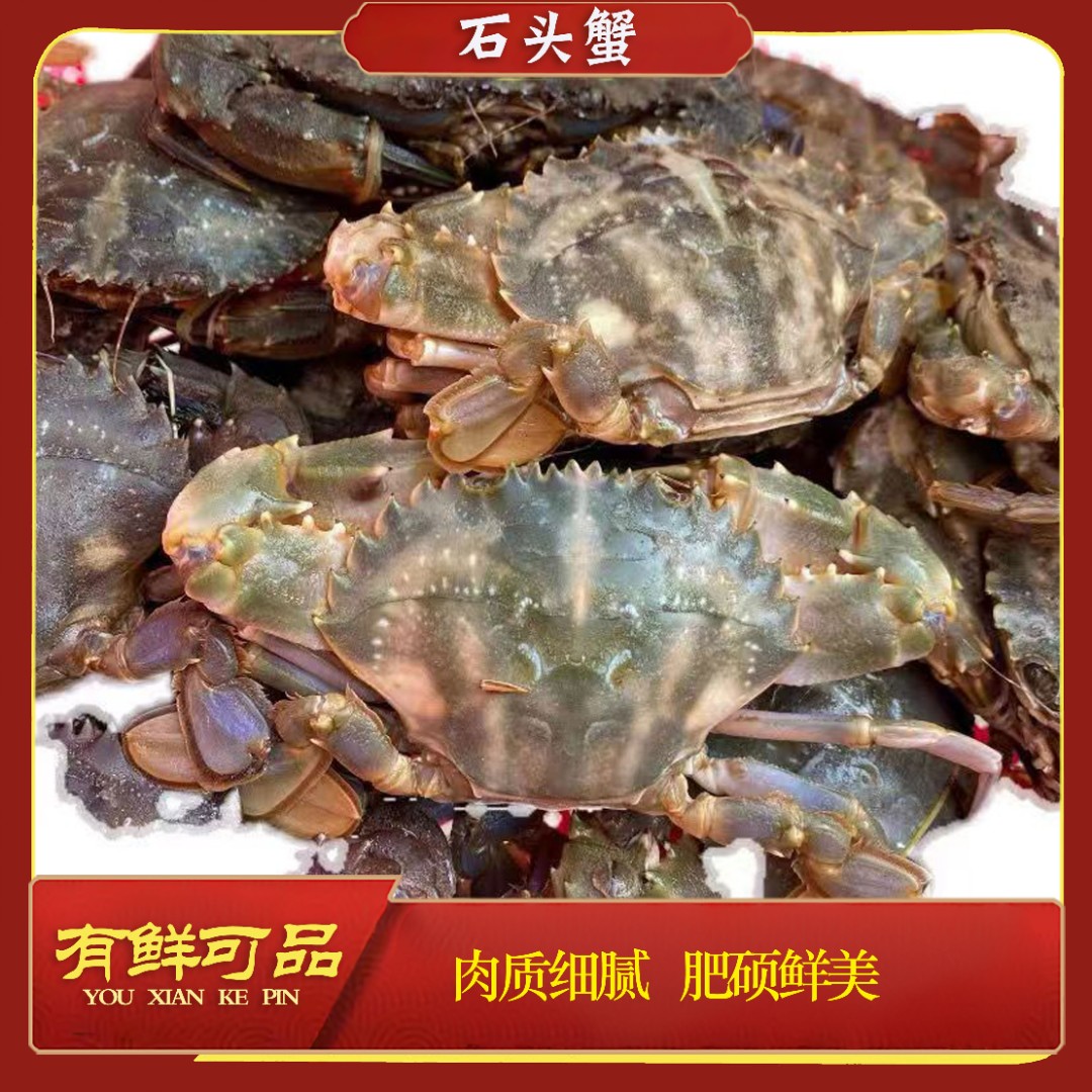 鲜活中号石头蟹 （介意小不拍）鲜活充氧活发 保鲜包肥不包活