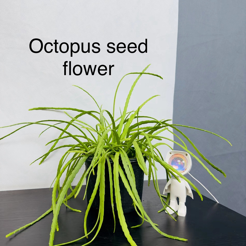 玻利维亚丝苇 仙人掌科室内垂挂室外花园耐热好养稀有绿植盆栽