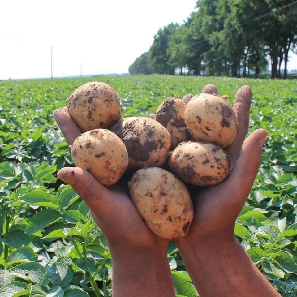 贵州高山精选土豆洋芋黄心马铃薯农家新鲜自种黄皮黄心土豆优质品