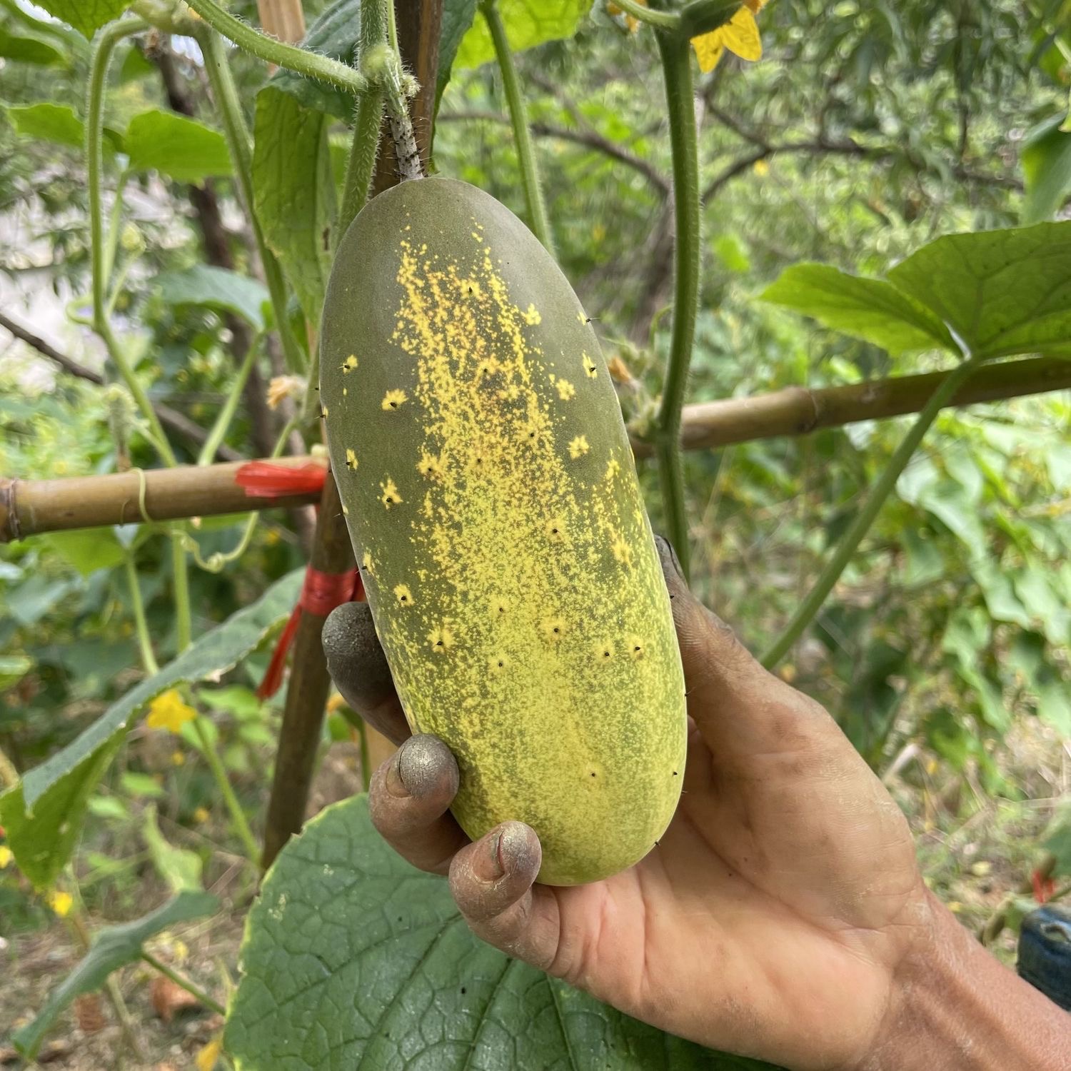 贵州农家黄瓜老品种黄瓜黄皮新鲜现摘香脆可口土黄瓜旱地瓜生吃