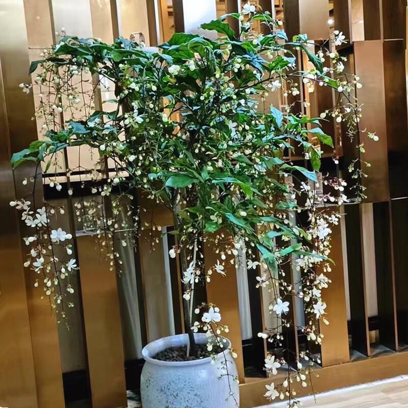 【年宵花卉】垂丝茉莉室内花卉白玉蝴蝶基地直发