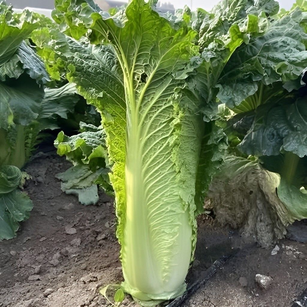 云南高山露天青麻叶长白菜新鲜蔬菜农家自种现砍现发产地直发