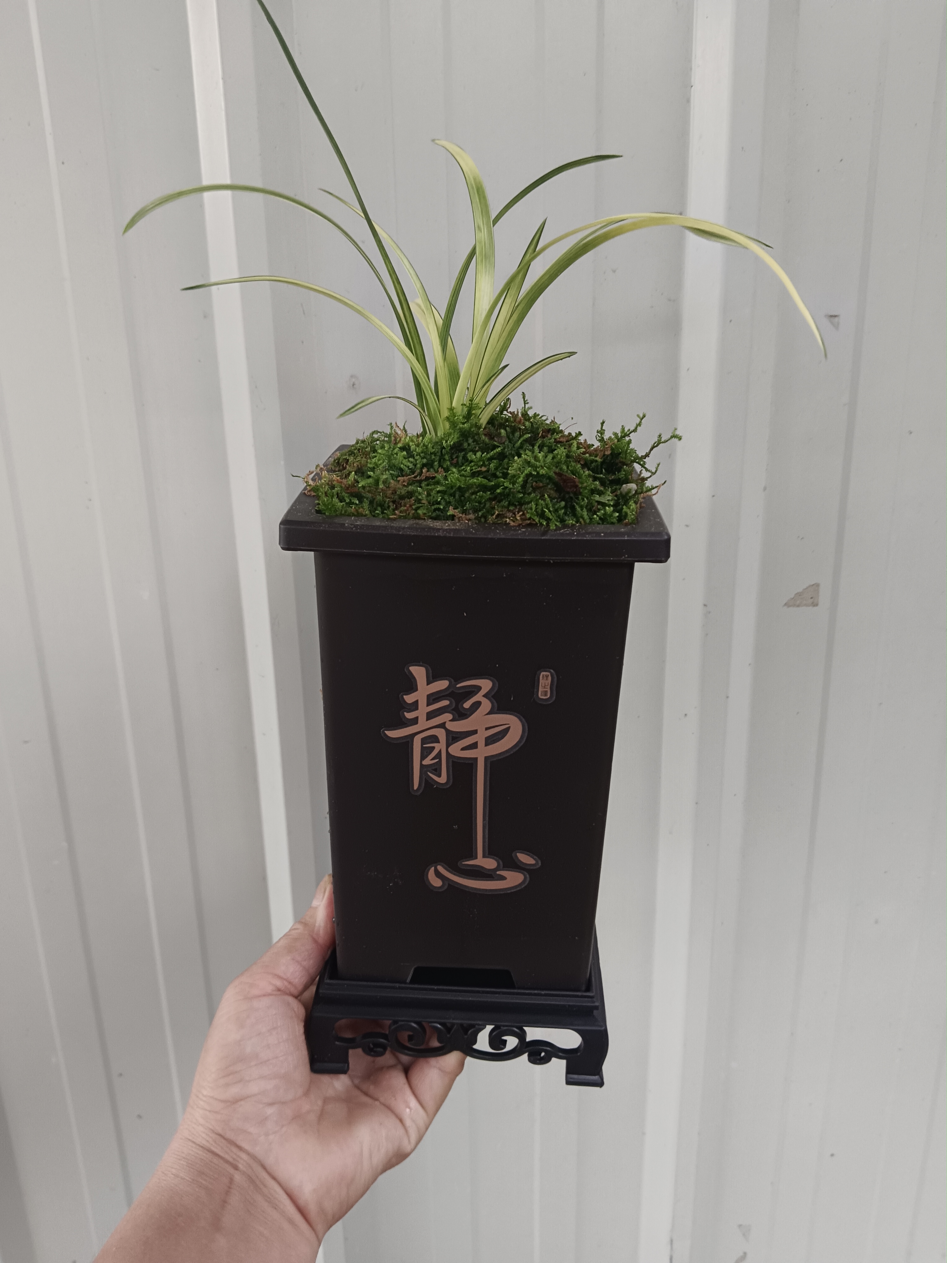 莲瓣兰中透艺草带盆带底座