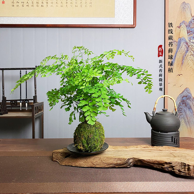 【宏展】铁线蕨苔藓新中式球室内绿植耐阴保湿造景室内绿植茶室