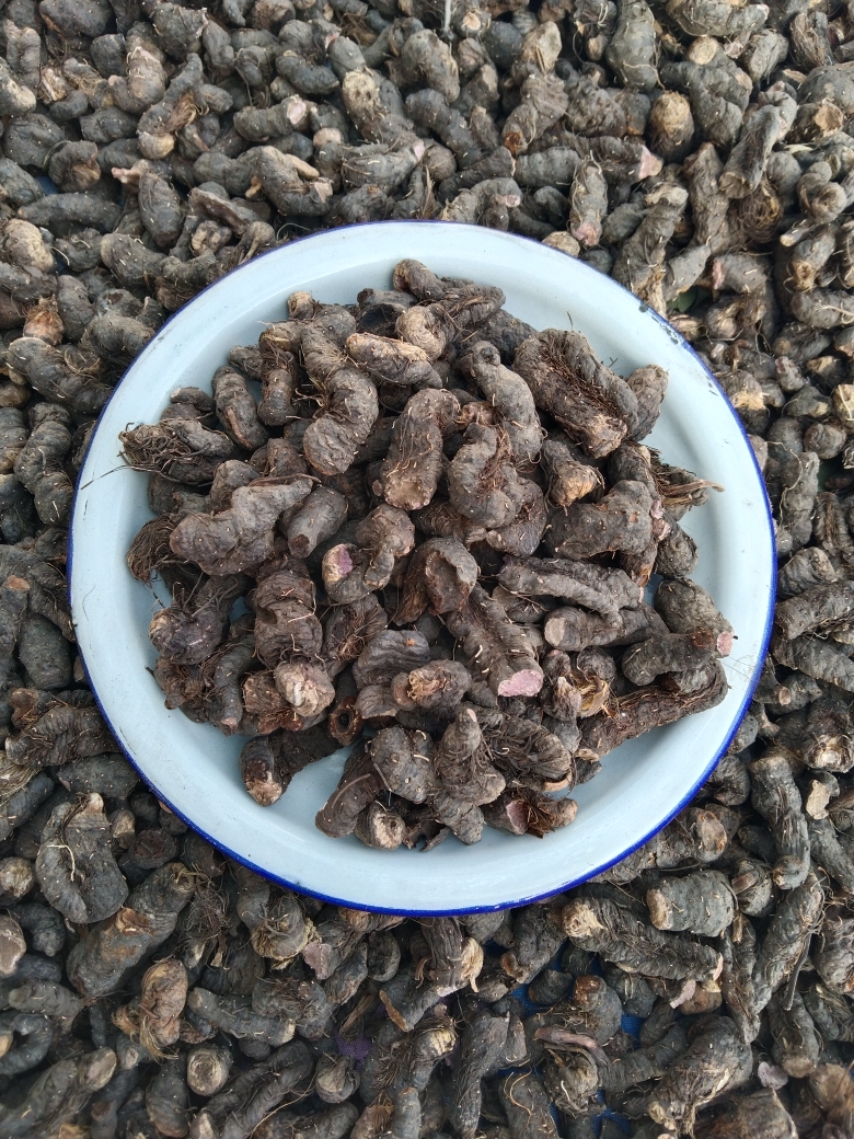 甘肃农民大山采挖紫参《拳参》250克-500克包邮