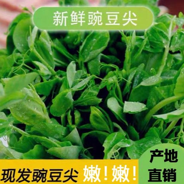 四川豌豆尖中通冷链当日新鲜蔬菜农家嫩豌豆苗露天种植龙须菜现货