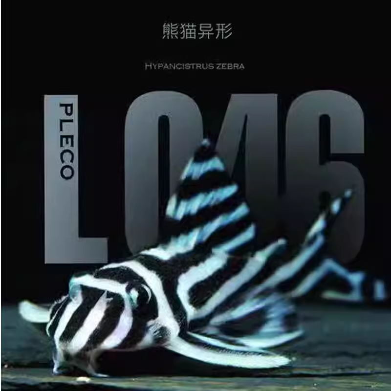 无品牌加暖宝宝热带观赏鱼下单专用链接