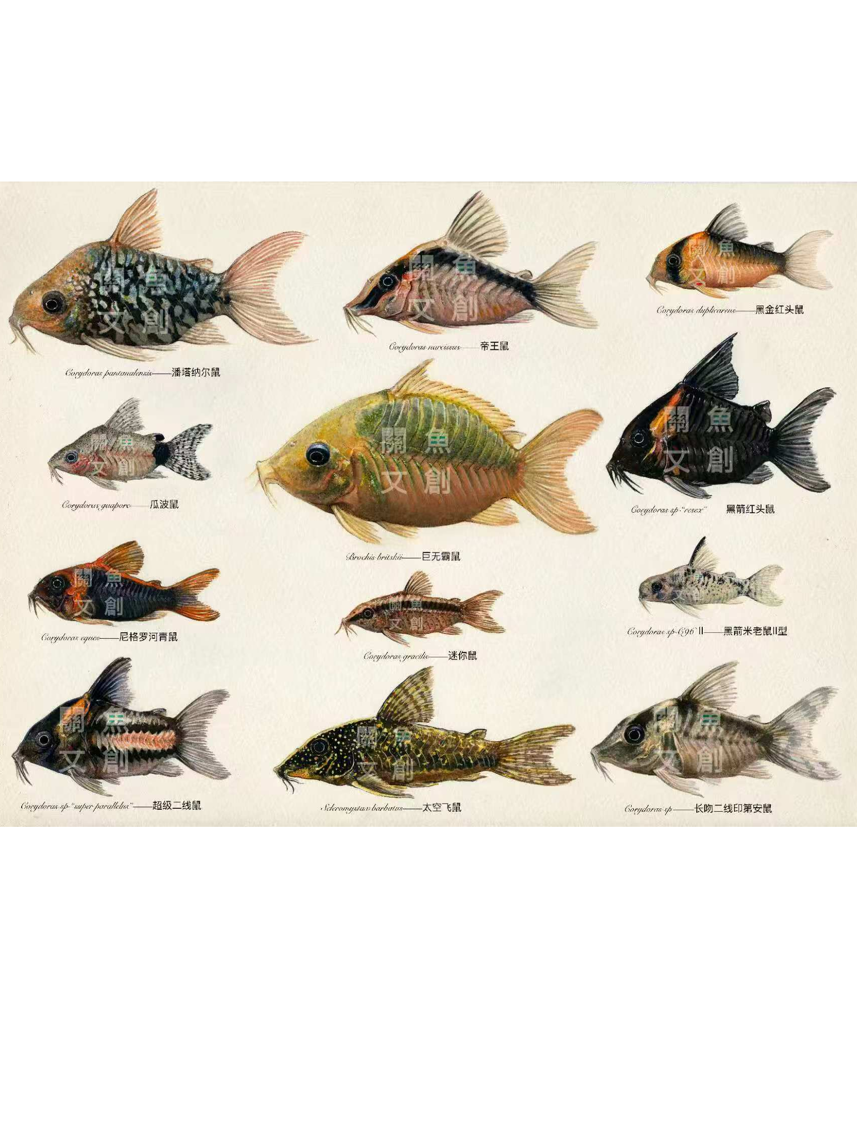 冬季预售-观赏鱼下单专用链接