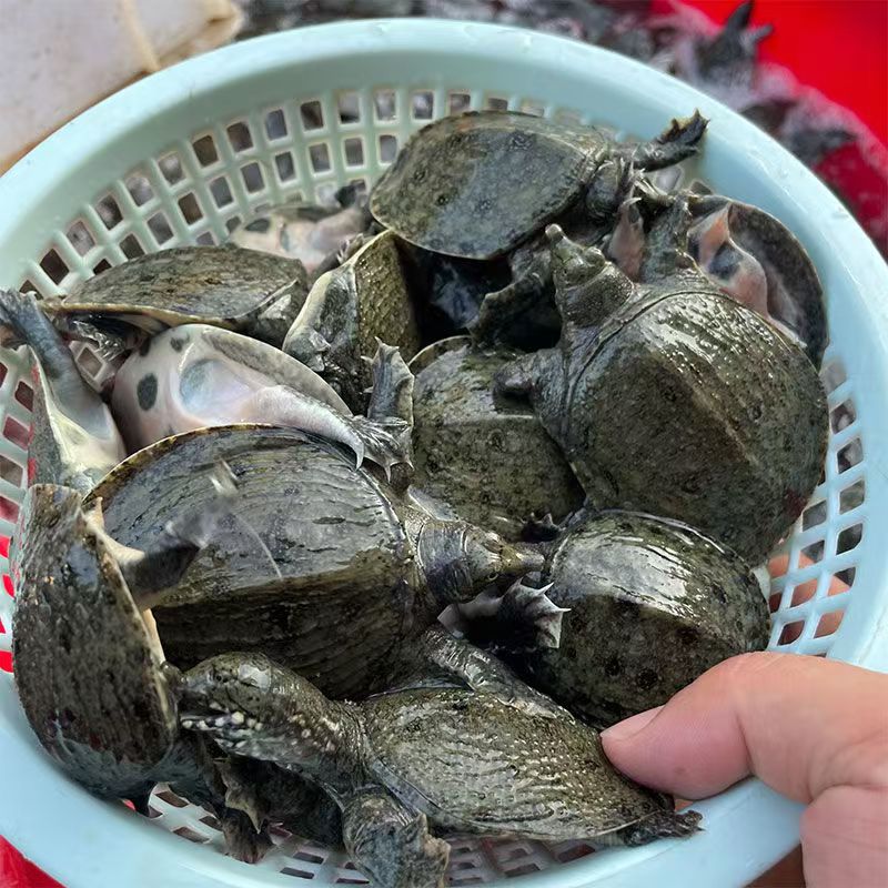 外塘生态甲鱼苗。三两--五两左右的！特别好养！肉质鲜美。