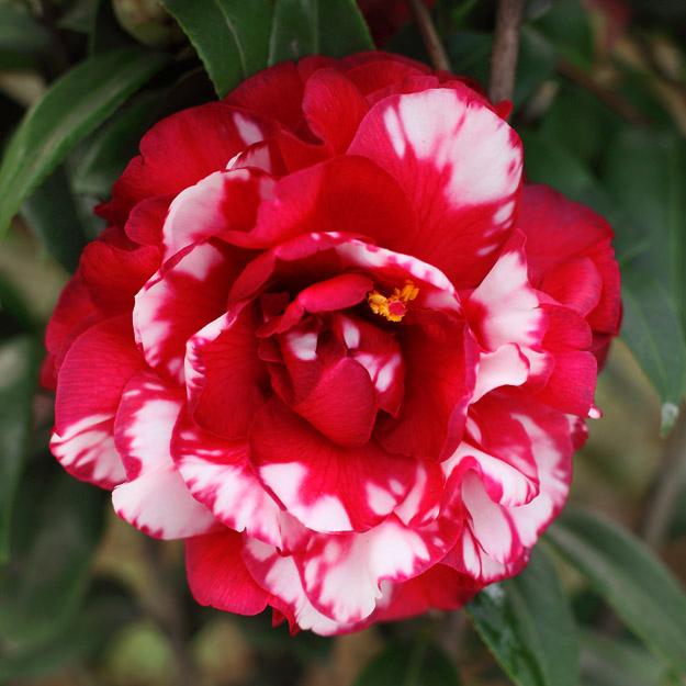 绿植茶花易养活成活率极高适合新手养护