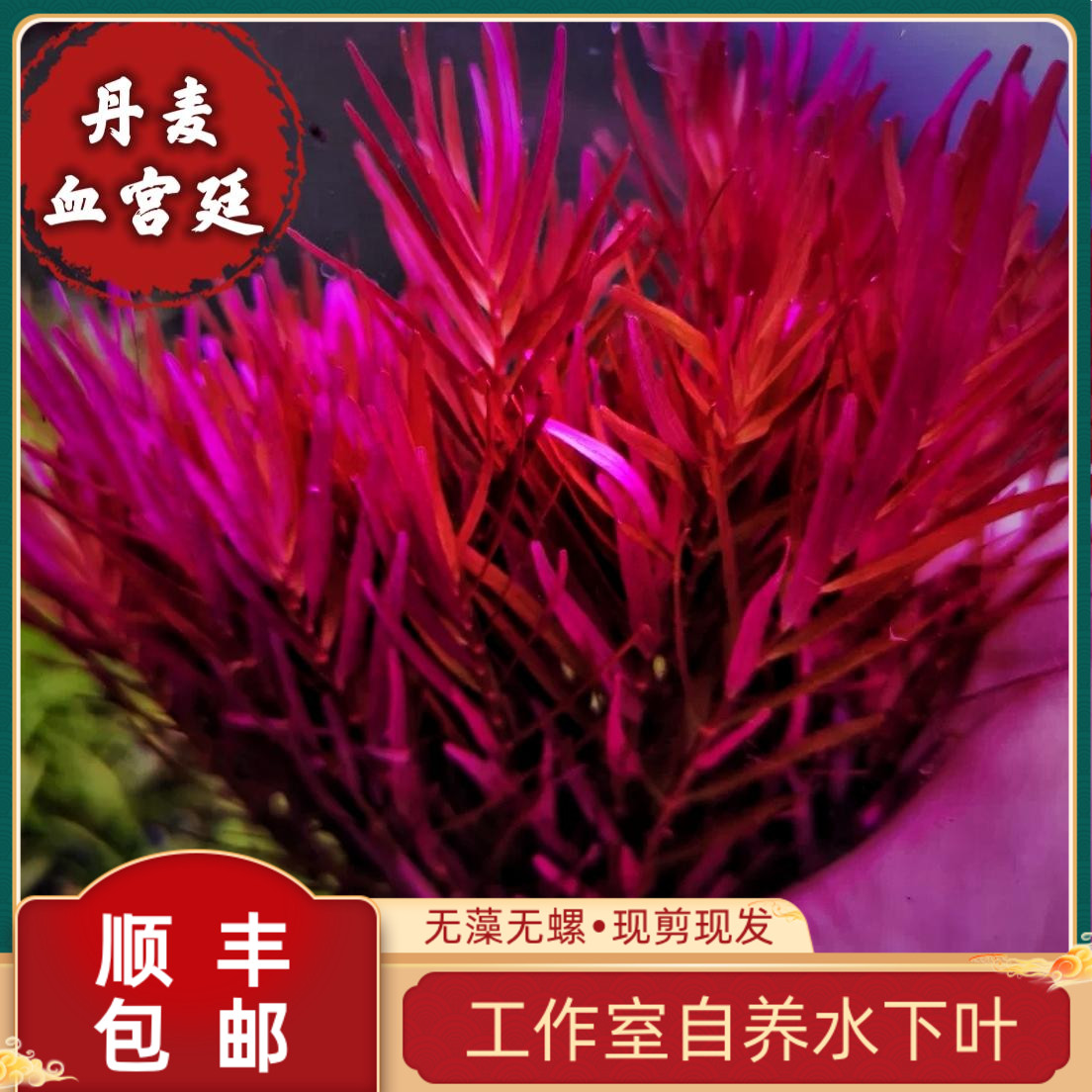 丹麦血红宫廷绿宫廷趴地血宫廷水下叶鱼缸植物阳性淡水草缸造景