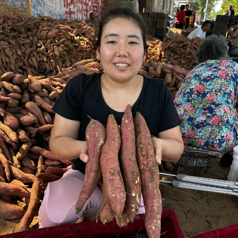 2025陕西板栗红薯番薯小香薯新鲜地瓜粉糯香甜农家现挖五斤包邮