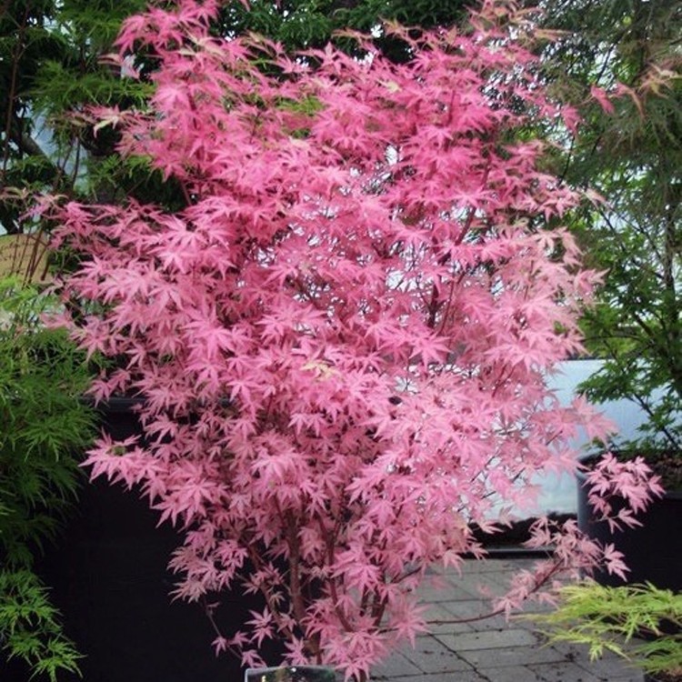 泰勒枫树苗盆栽粉色红枫品种庭院花园楼顶阳露台绿植物花卉木本变
