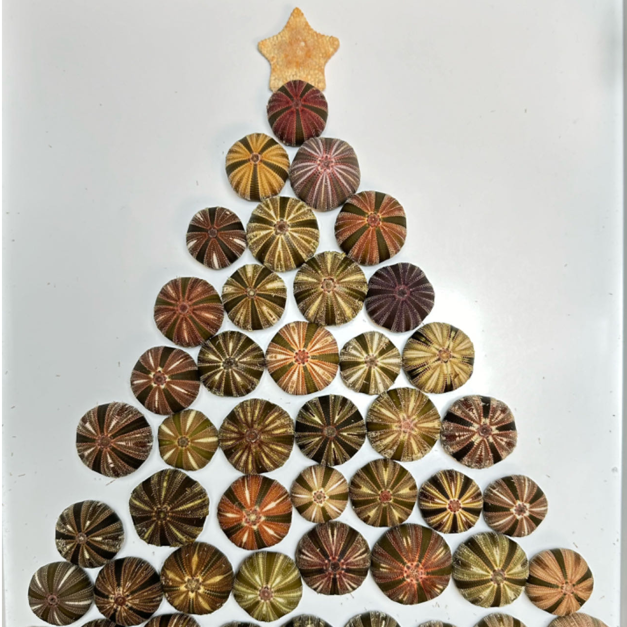 高腰海胆，烟花海胆 海胆