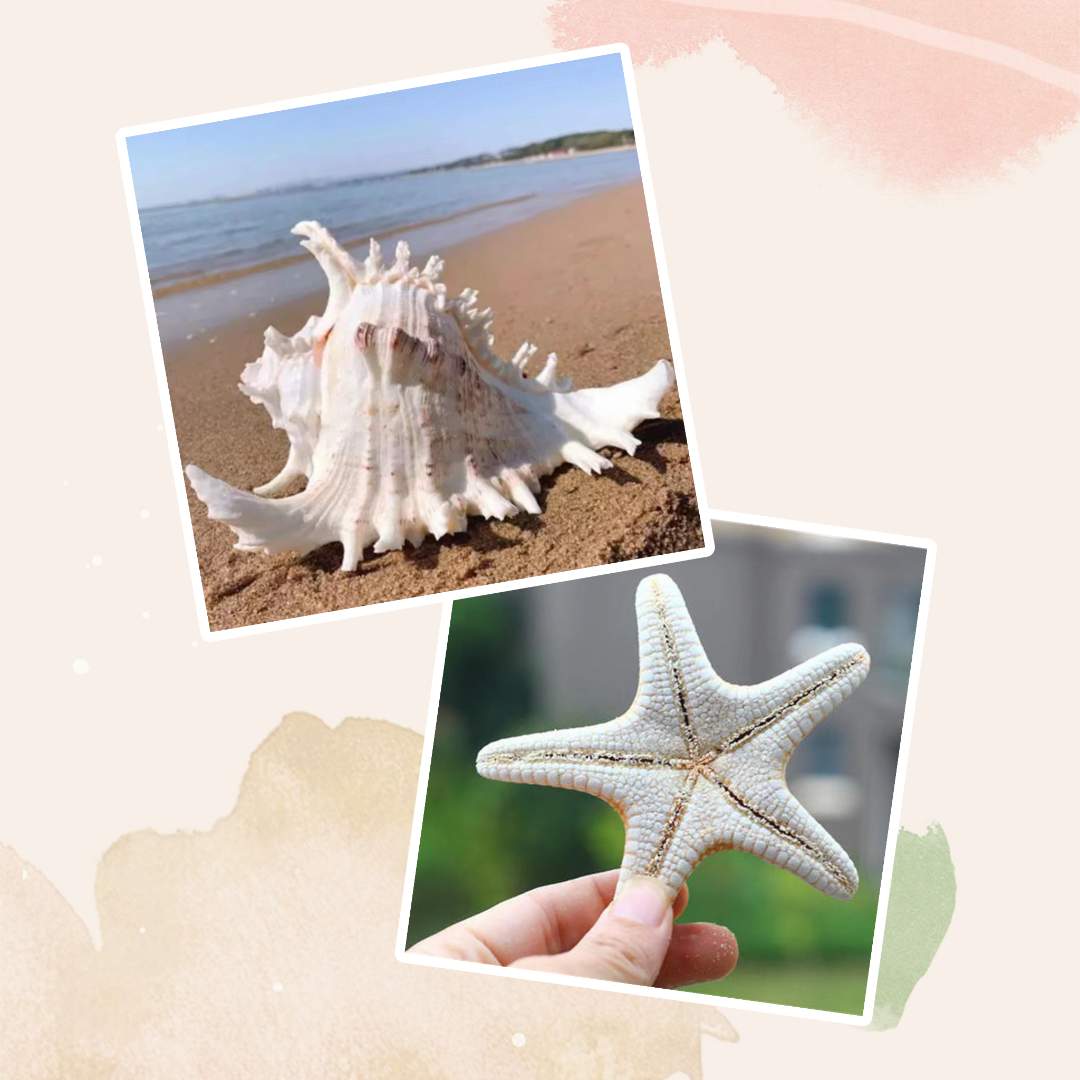 海螺赠品2件套