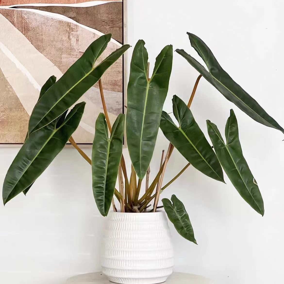 橙柄蔓绿绒室内 净化空气 桌面盆栽 除甲醛植物耐阴懒人