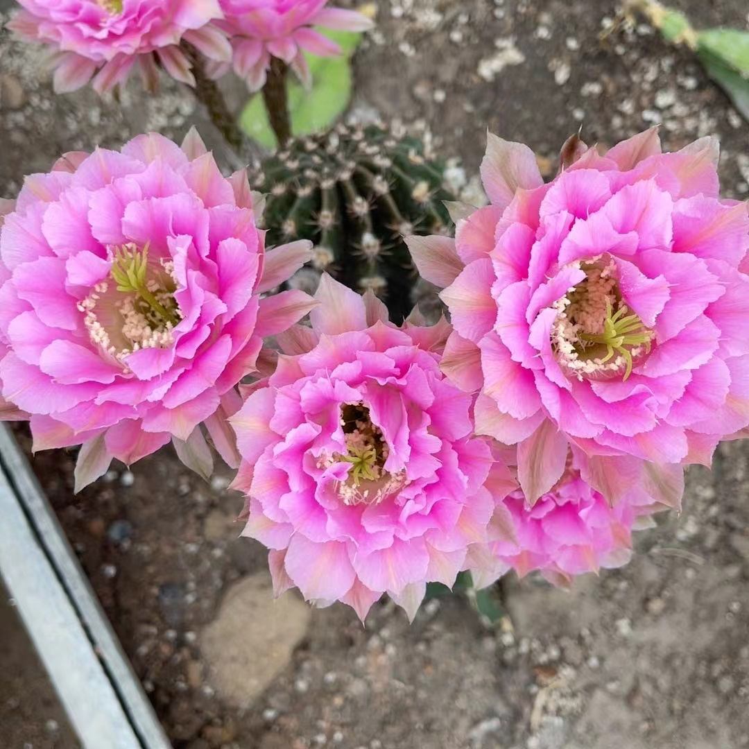 香妃彩草仙人球侧芽2-5公分（有瑕疵）