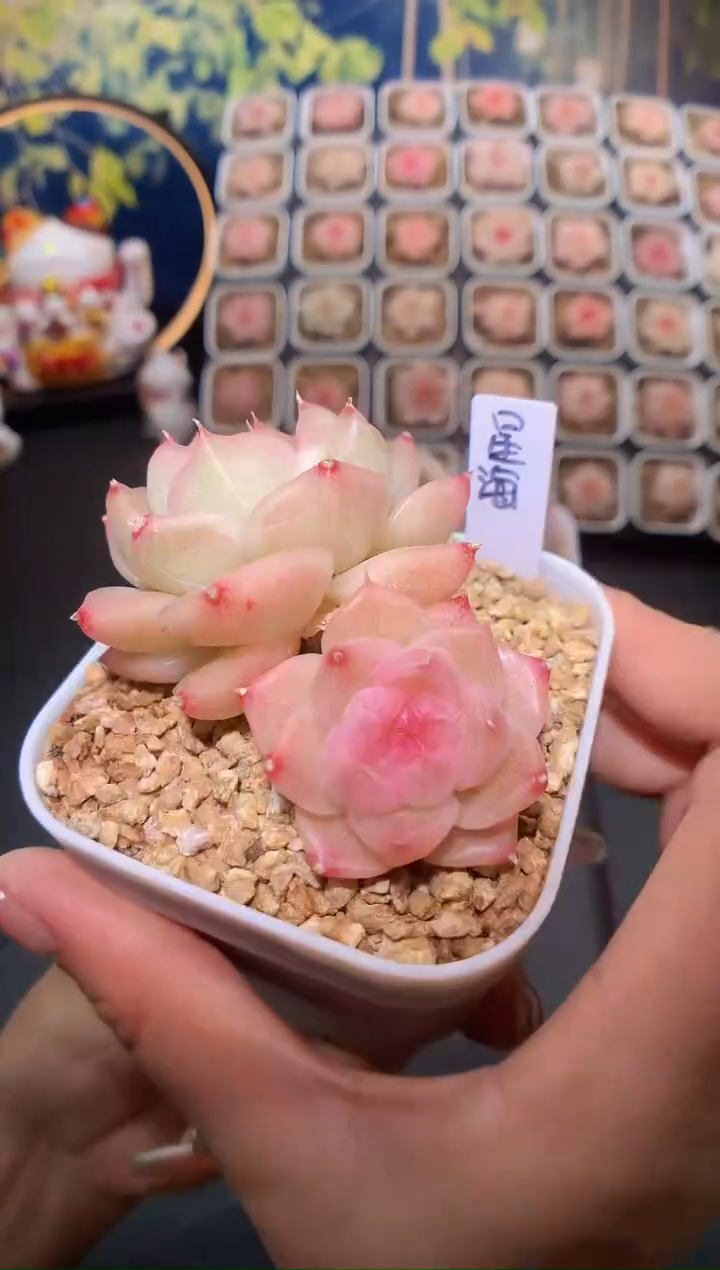 【闪购商品】756星海珍妮
