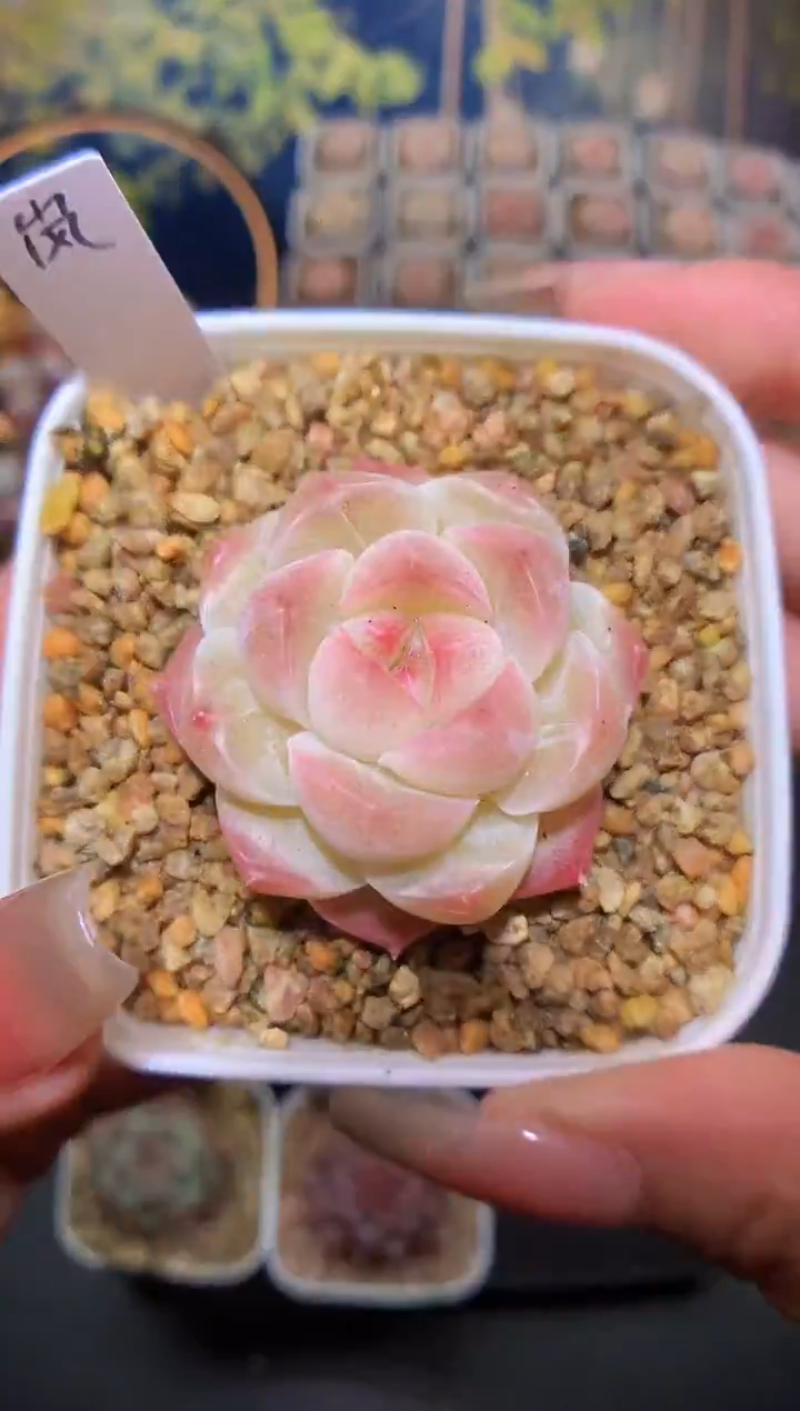 【闪购商品】704岚