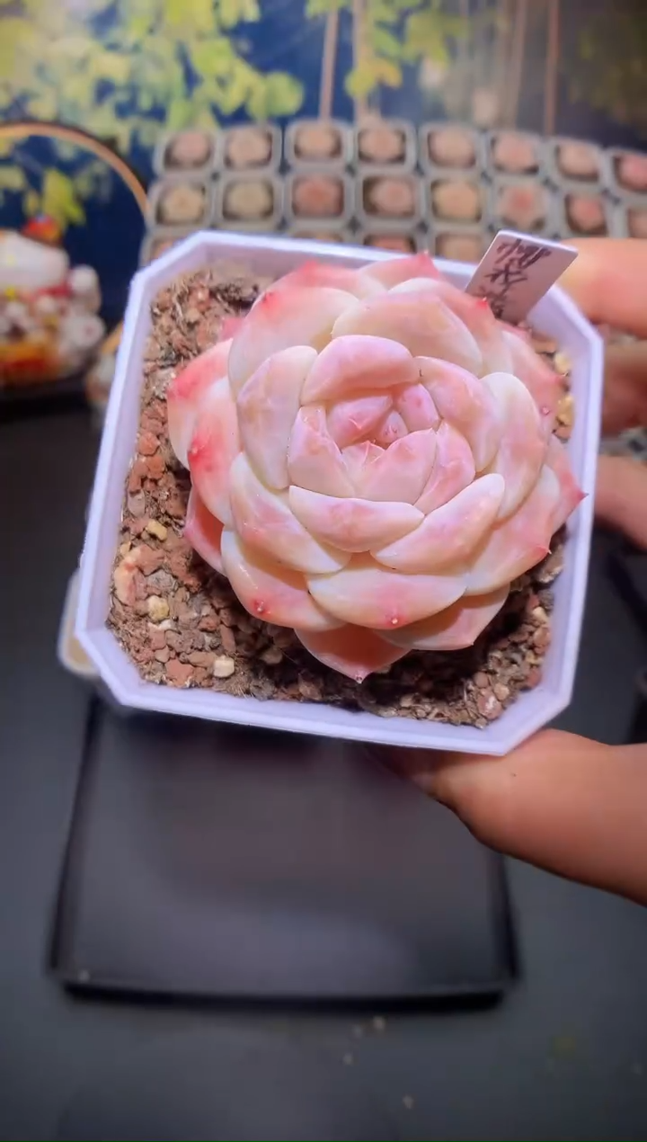 【闪购商品】324樱花