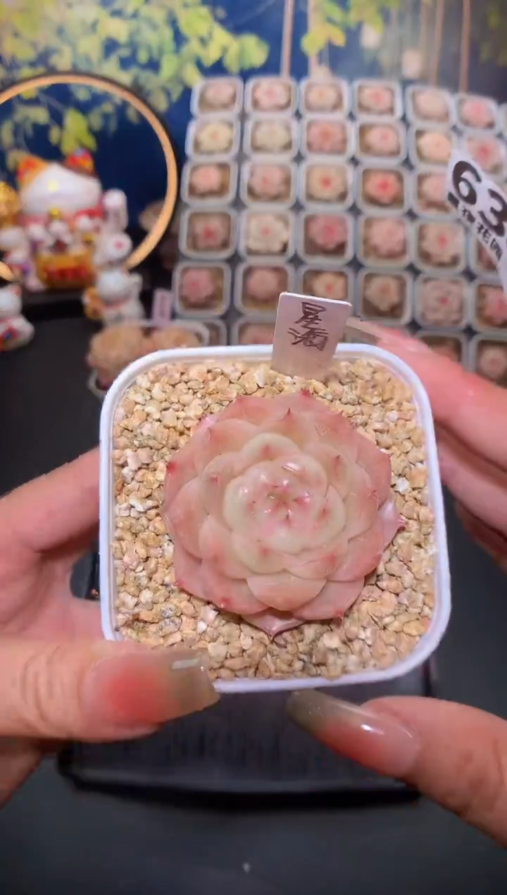 【闪购商品】634星海珍妮