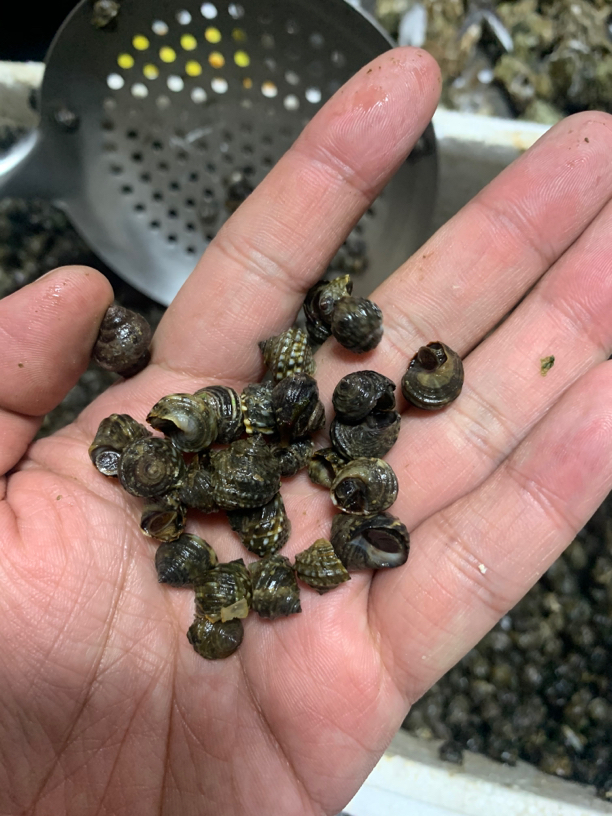 渤海湾香菠螺 每份二斤，顺丰包邮